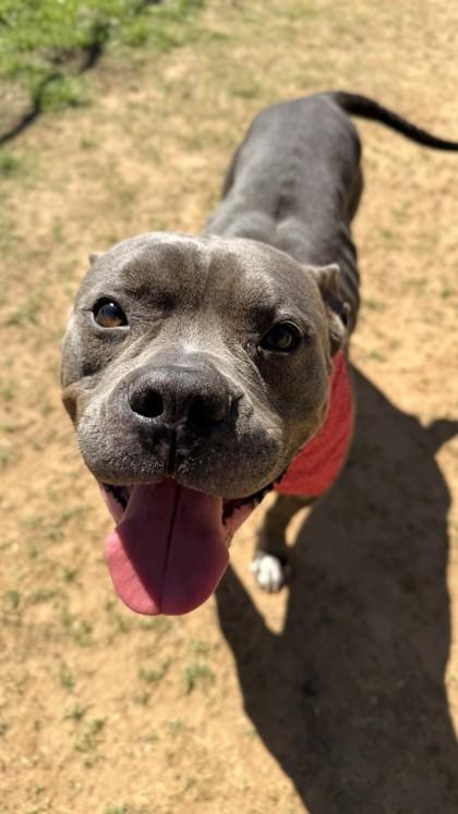 Celeste, a Adoptable mixed breed in Balch Springs, TX image 2/3