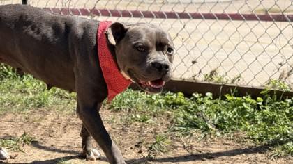 Celeste, a Adoptable mixed breed in Balch Springs, TX image 3/3