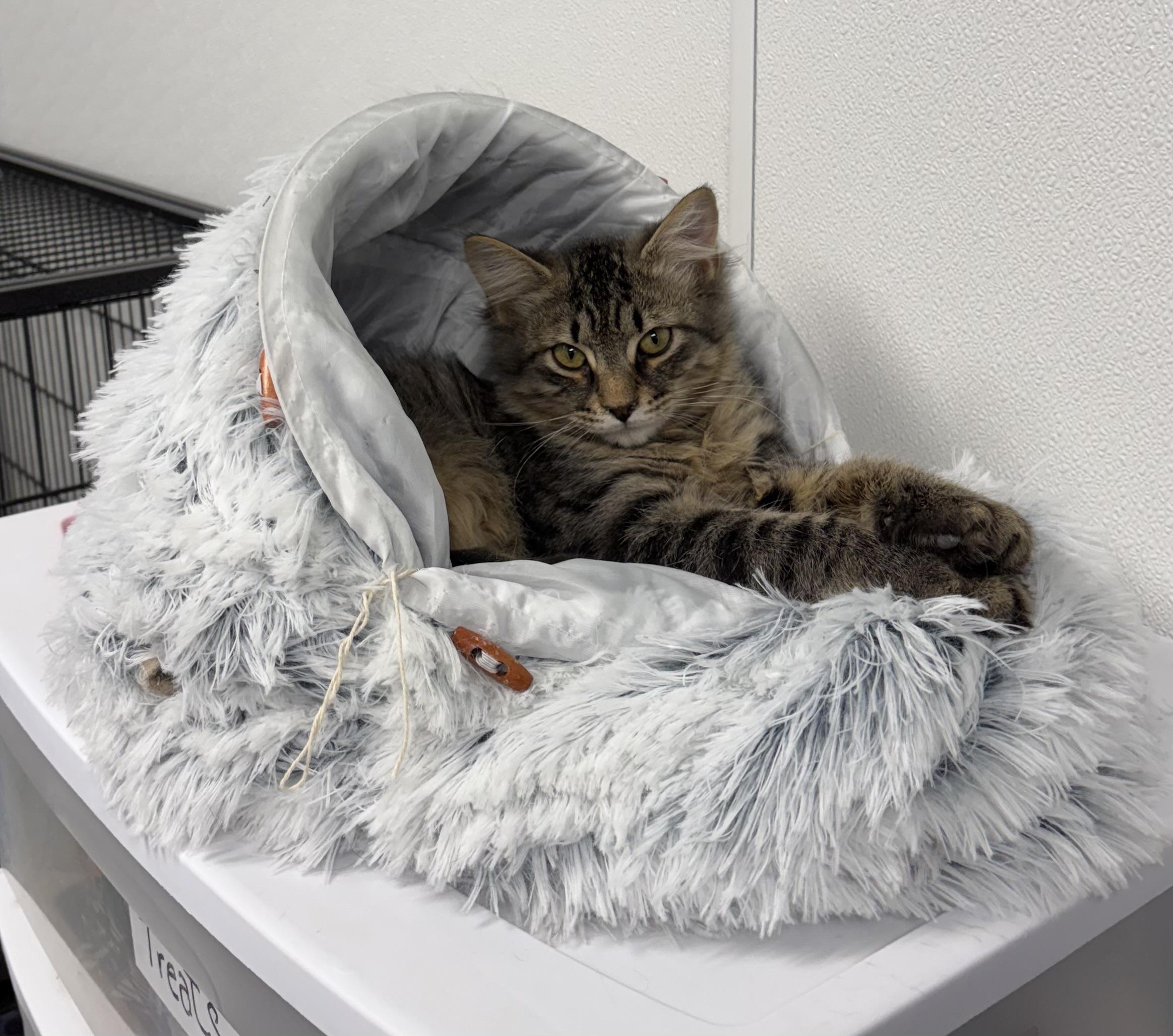 Rufus, ADOPTABLE, Young Male Domestic Long Hair.