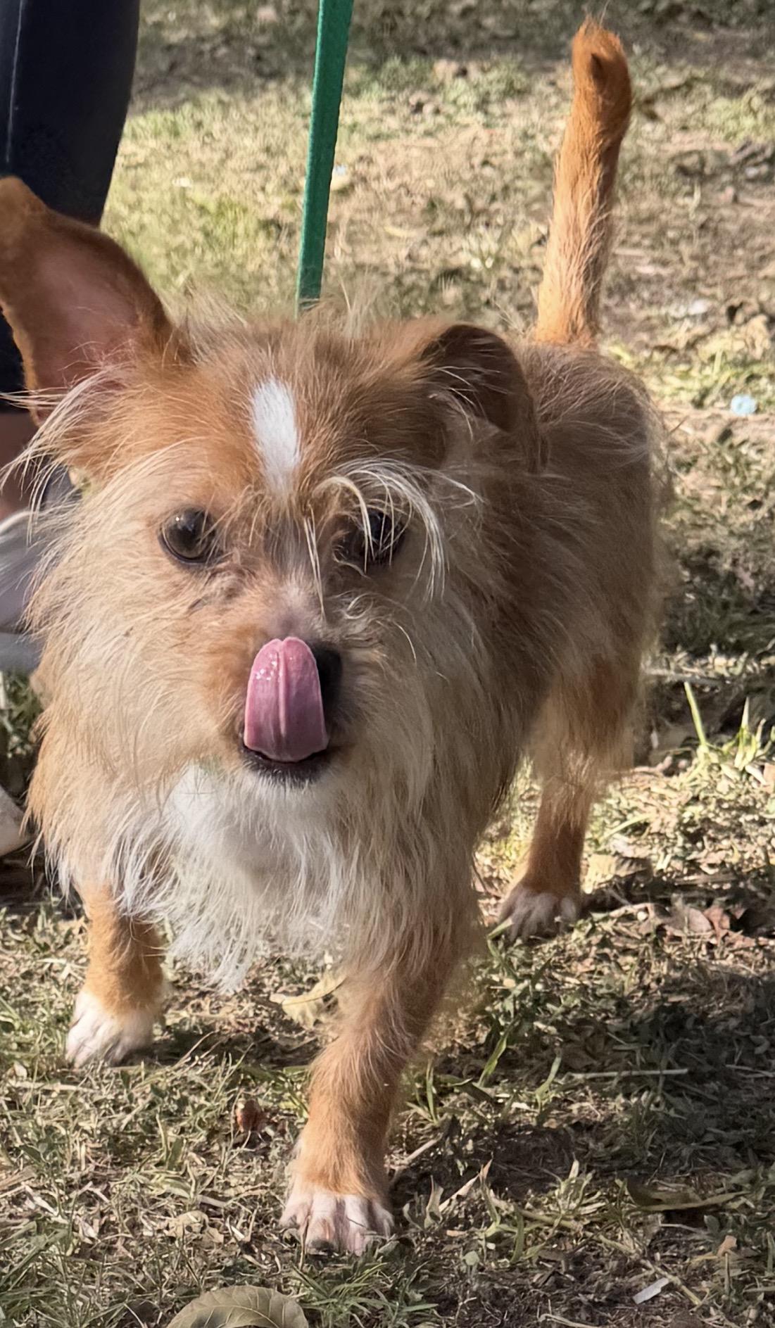 Enlarge Simba, an adoptable mixed breed in Warwick, RI image 1/3