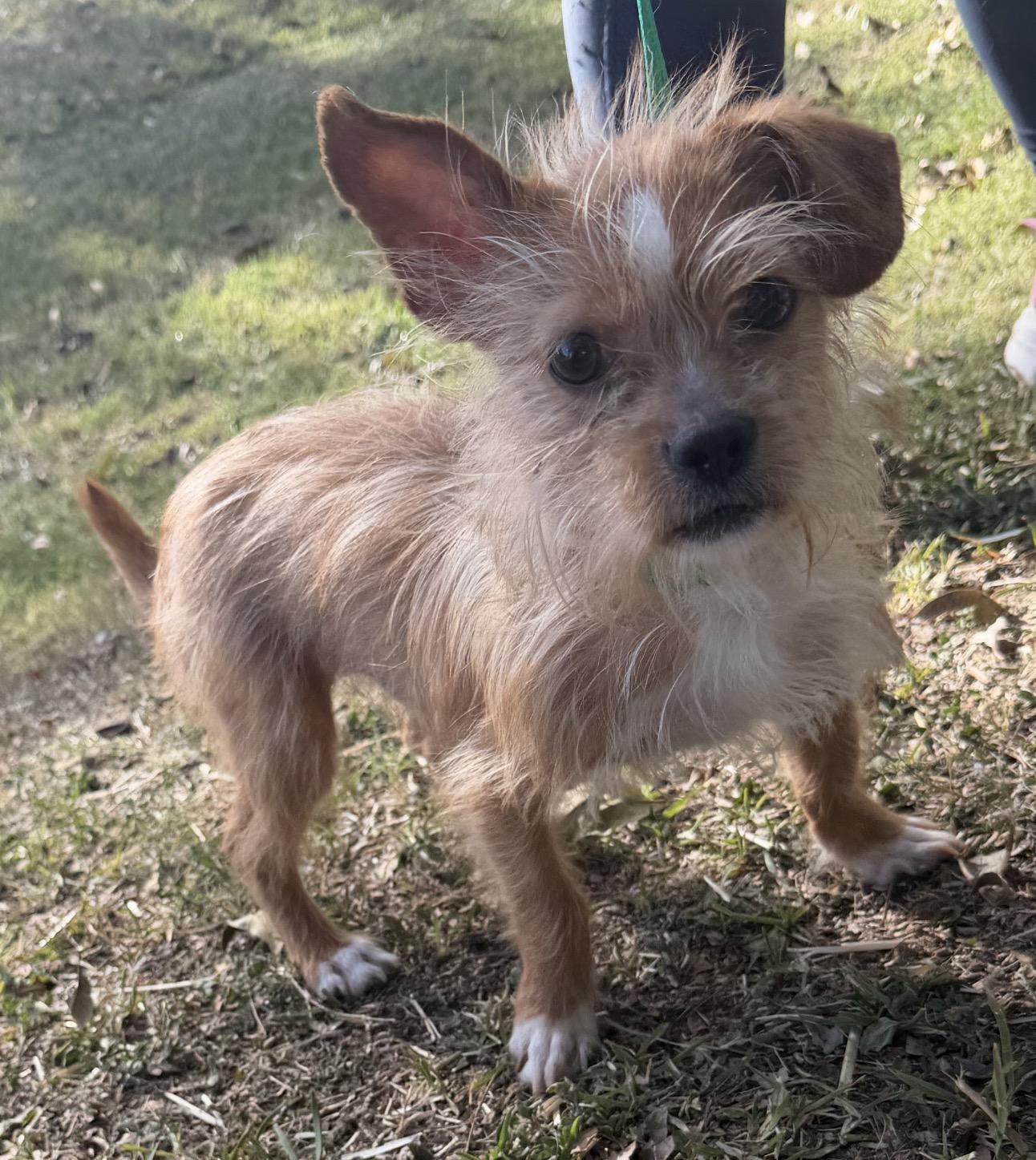Enlarge Simba, an adoptable mixed breed in Warwick, RI image 2/3