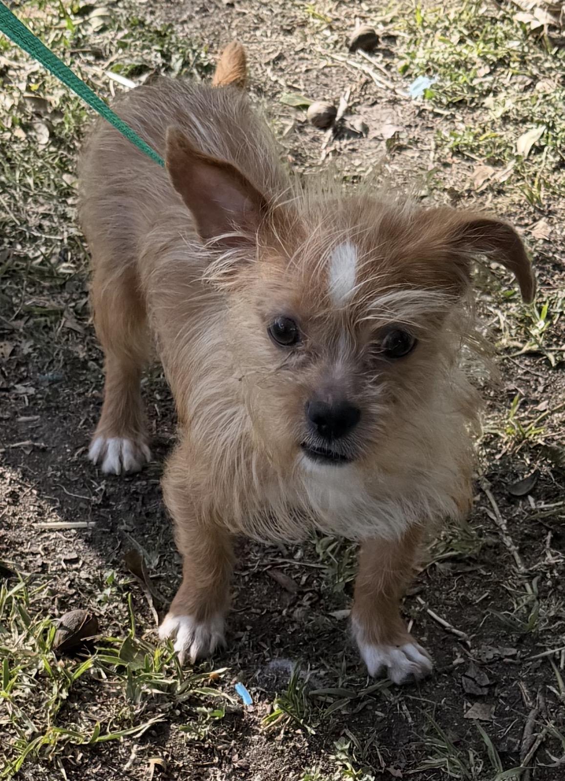 Enlarge Simba, an adoptable mixed breed in Warwick, RI image 3/3