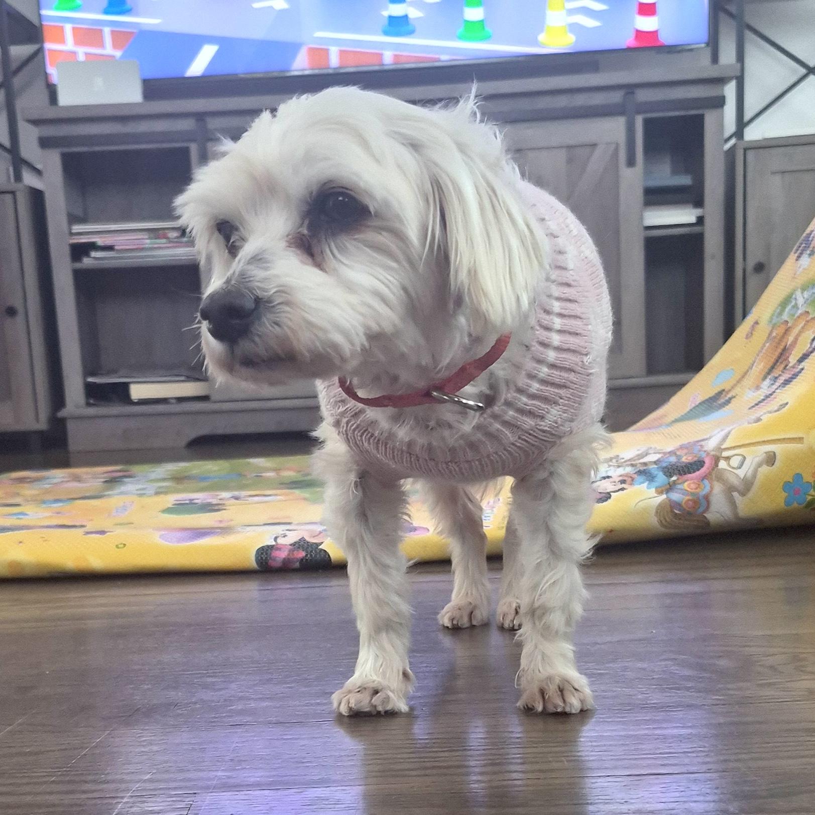 Lalita, a ADOPTABLE mixed breed in Brooklyn, NY image 6/6