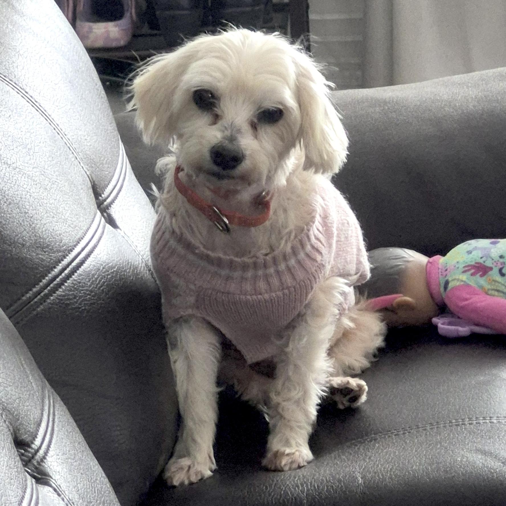 Lalita, a ADOPTABLE mixed breed in Brooklyn, NY image 2/6