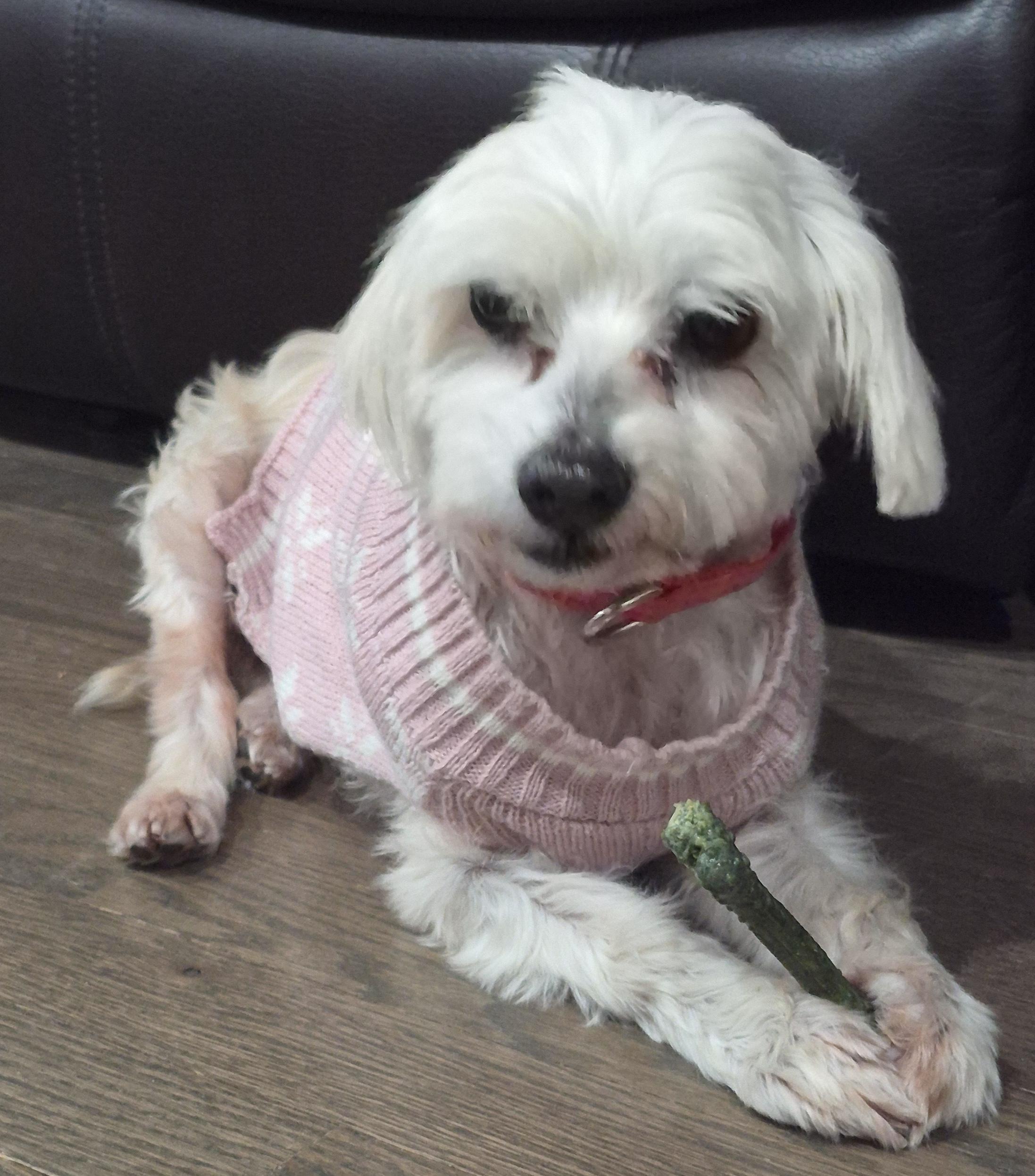 Lalita, a ADOPTABLE mixed breed in Brooklyn, NY image 4/6