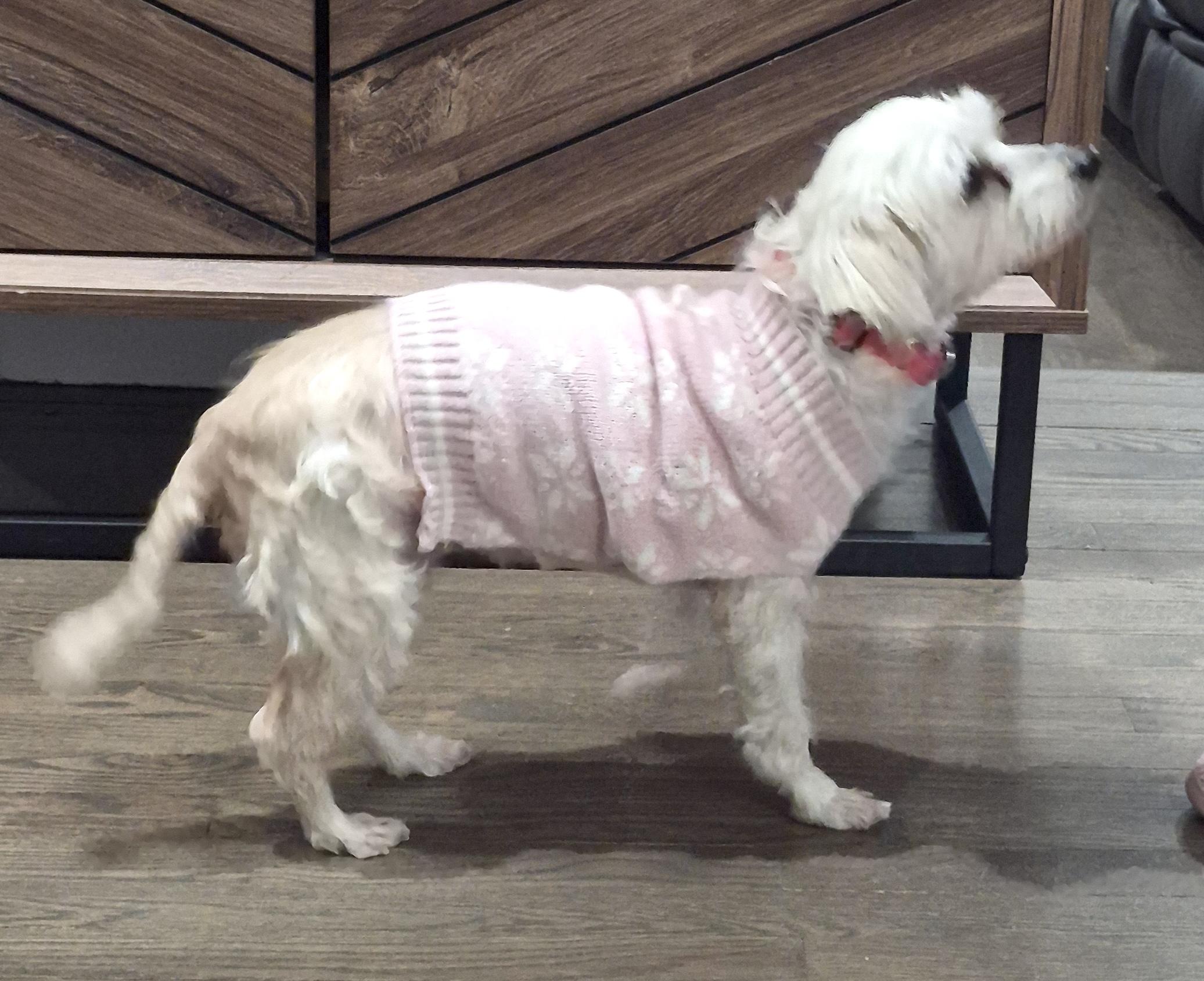 Lalita, a ADOPTABLE mixed breed in Brooklyn, NY image 3/6