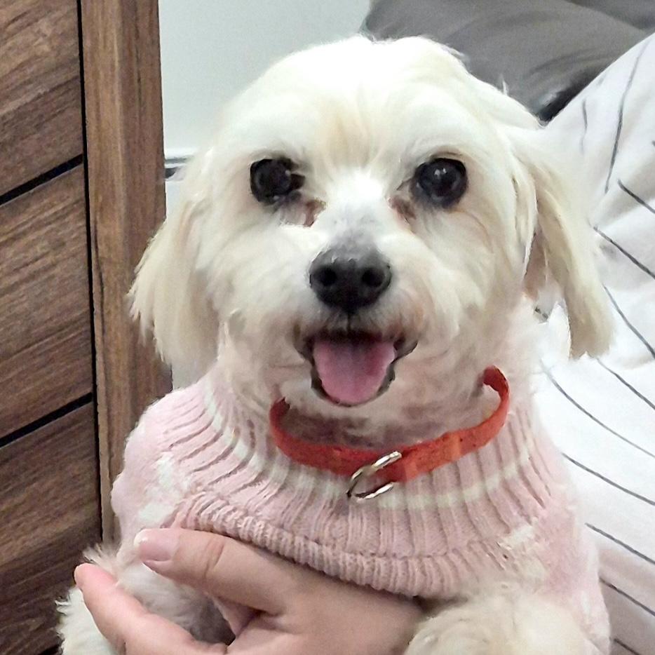 Lalita, ADOPTABLE, Adult Female Maltese.
