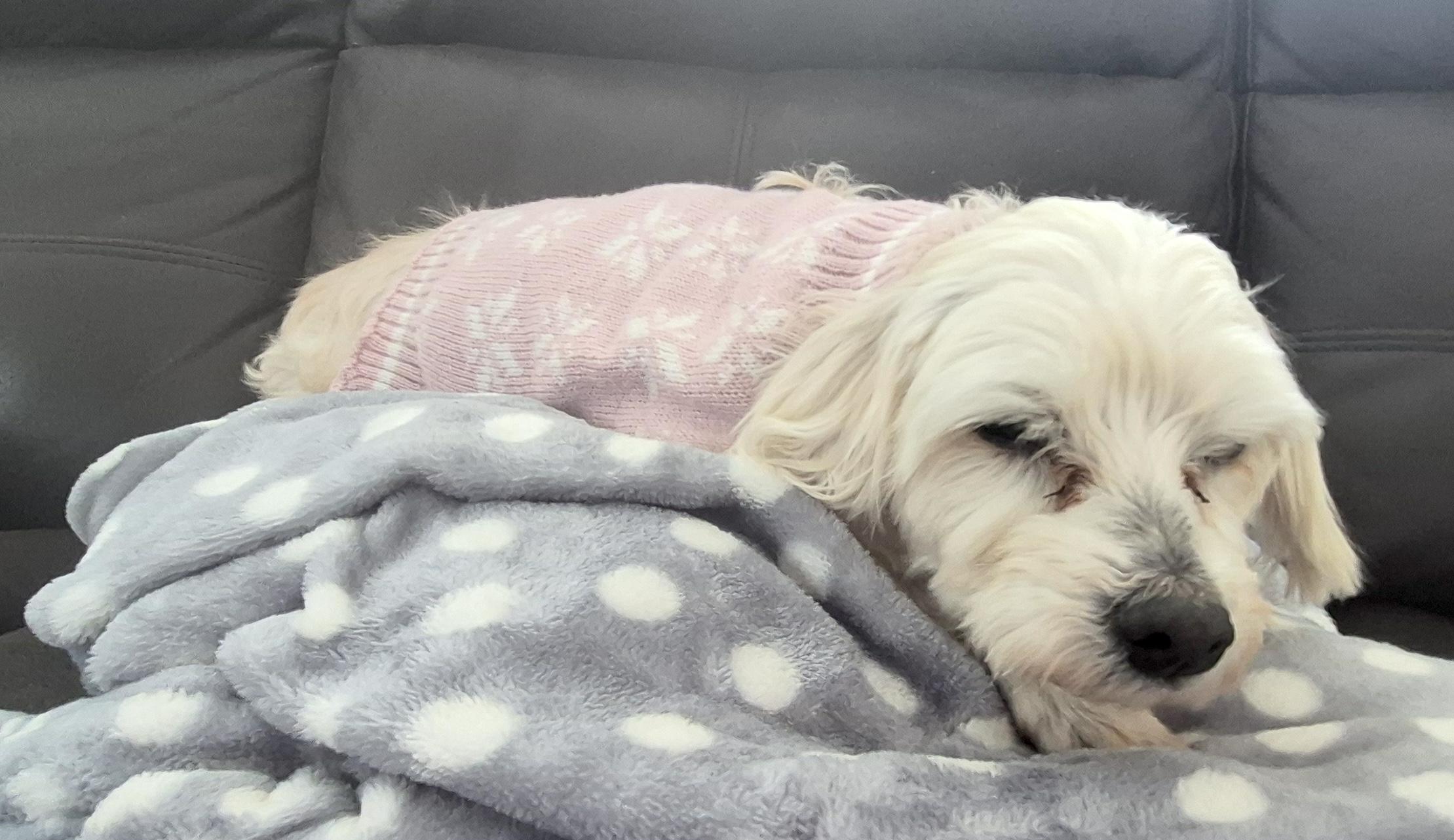 Lalita, a ADOPTABLE mixed breed in Brooklyn, NY image 5/6