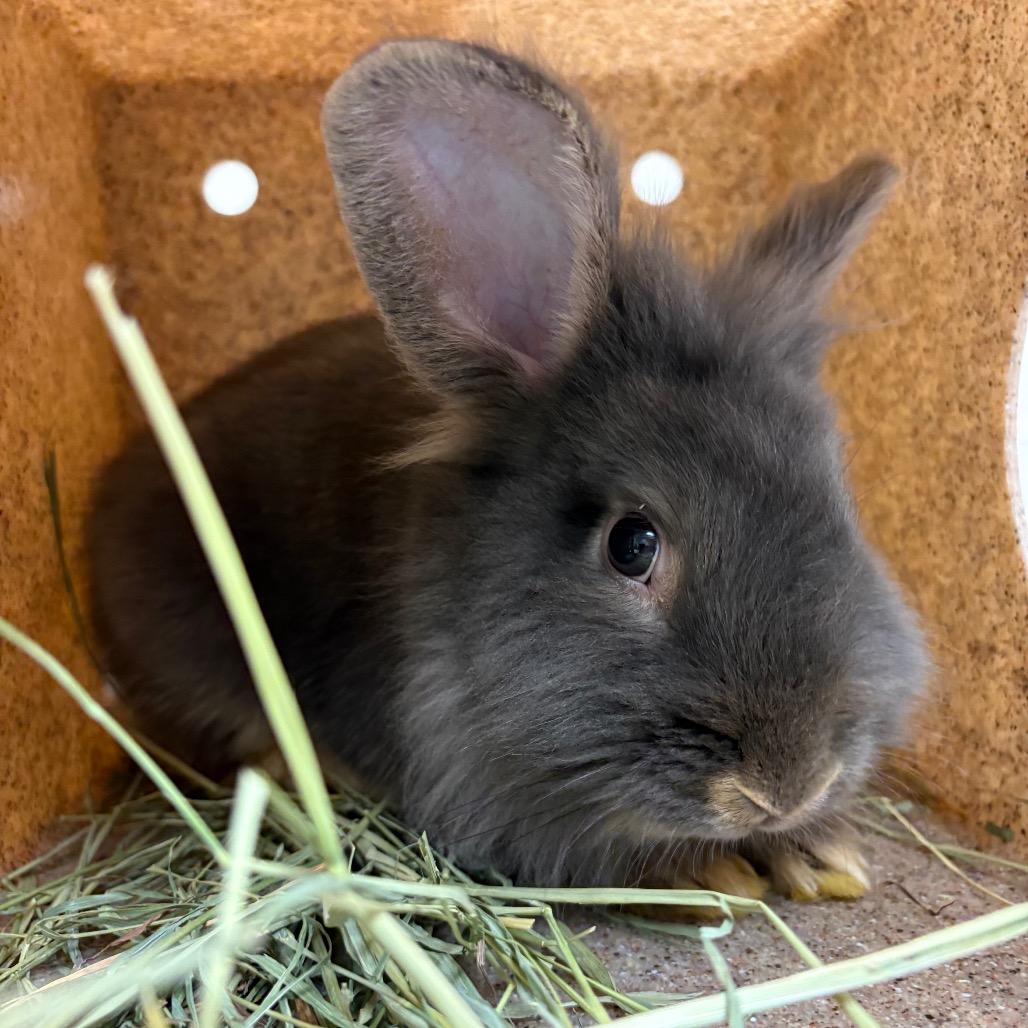 Bugs, Adoptable, Young Male Lionhead & Rex.
