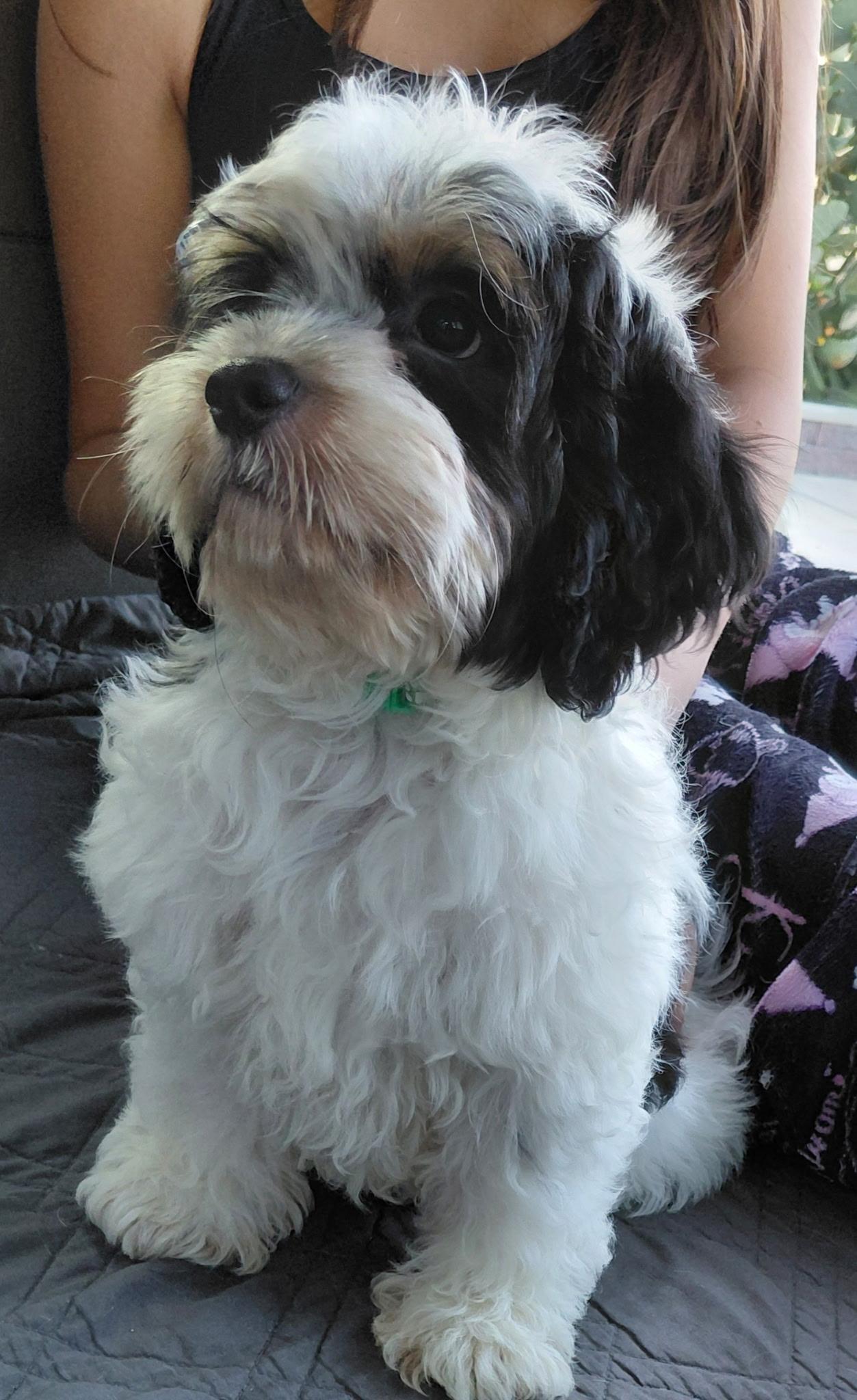 Enlarge Huey, an adopted mixed breed in Oakland, CA image 2/4