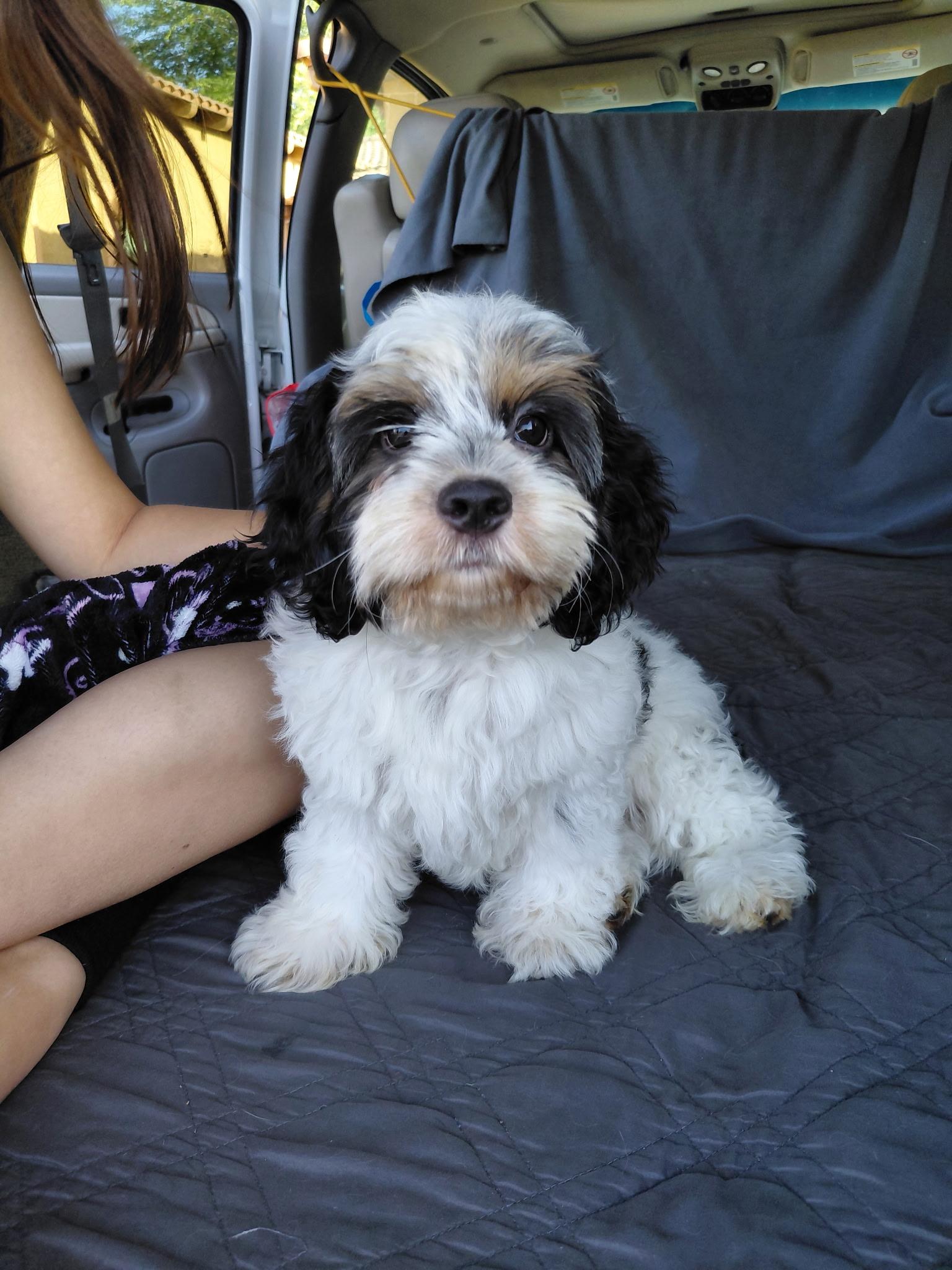 Huey, adopted, Young Male Cavapoo.