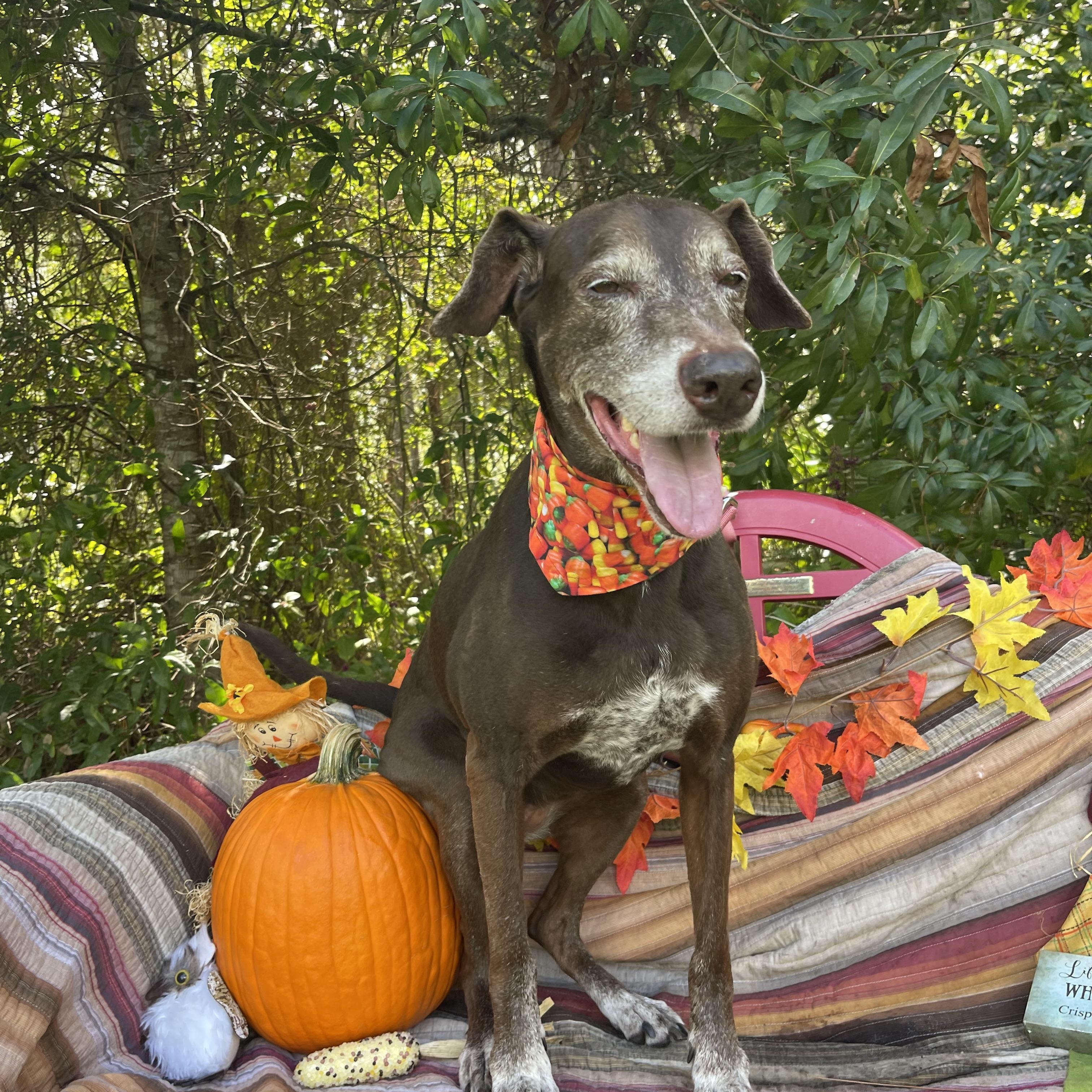 Enlarge Lilith, a Adopted mixed breed in Sebring, FL image 3/5