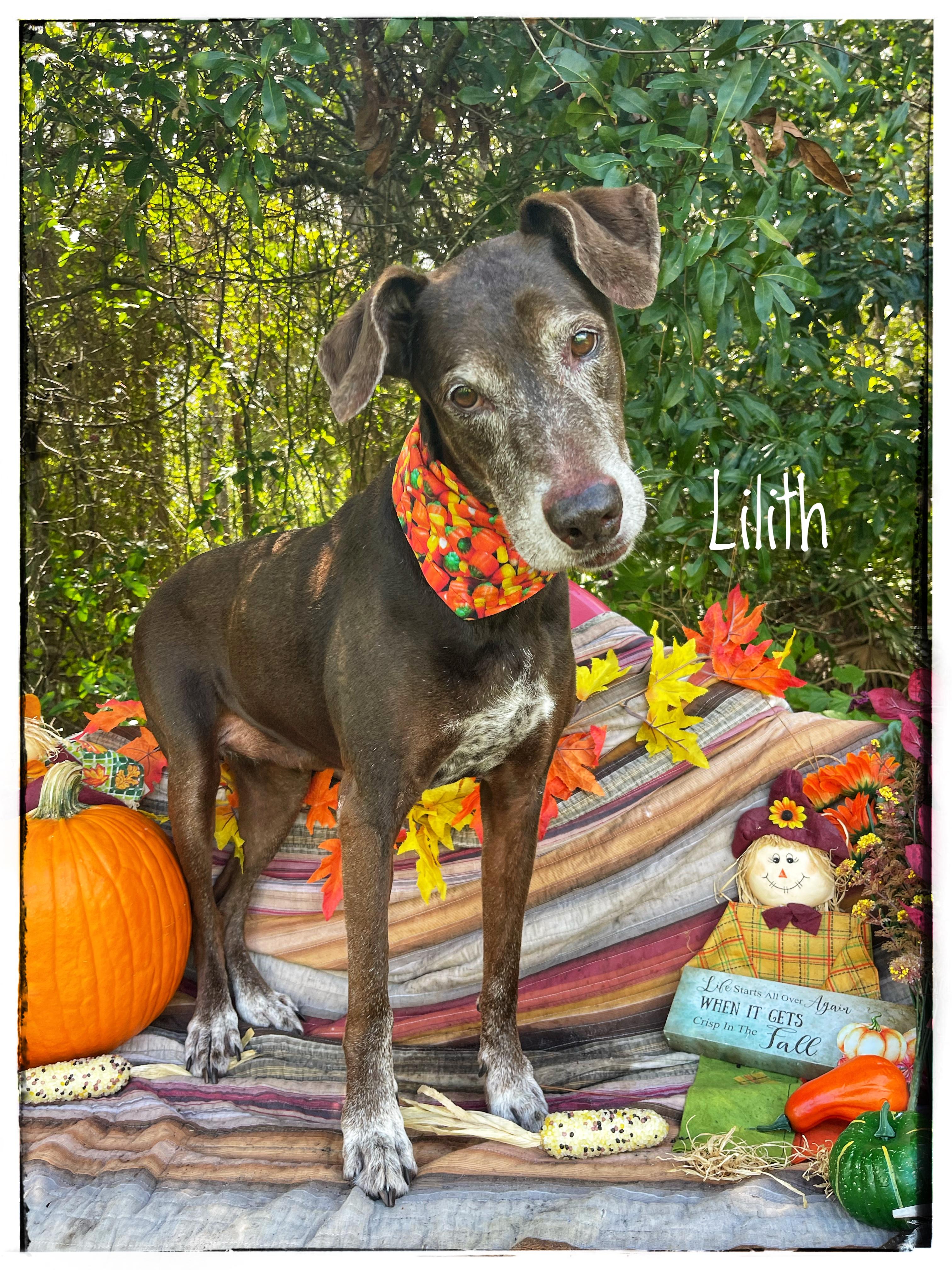 Lilith, Adopted, Adult Female Greyhound & Whippet.