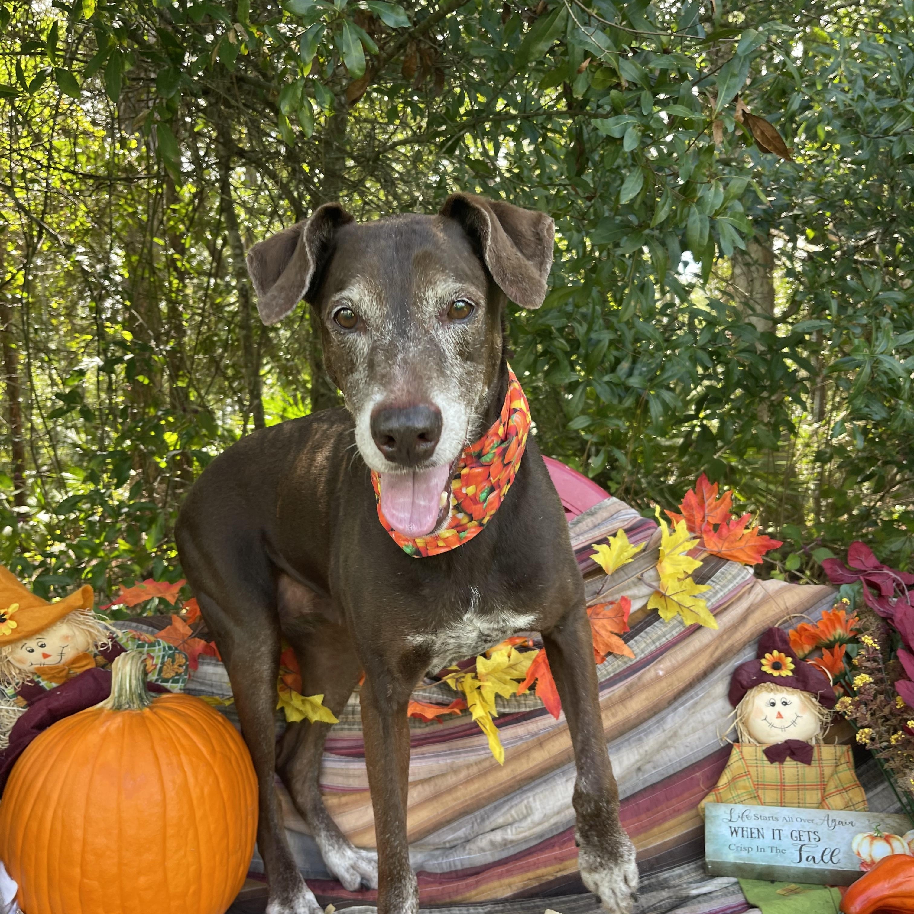 Enlarge Lilith, a Adopted mixed breed in Sebring, FL image 2/5