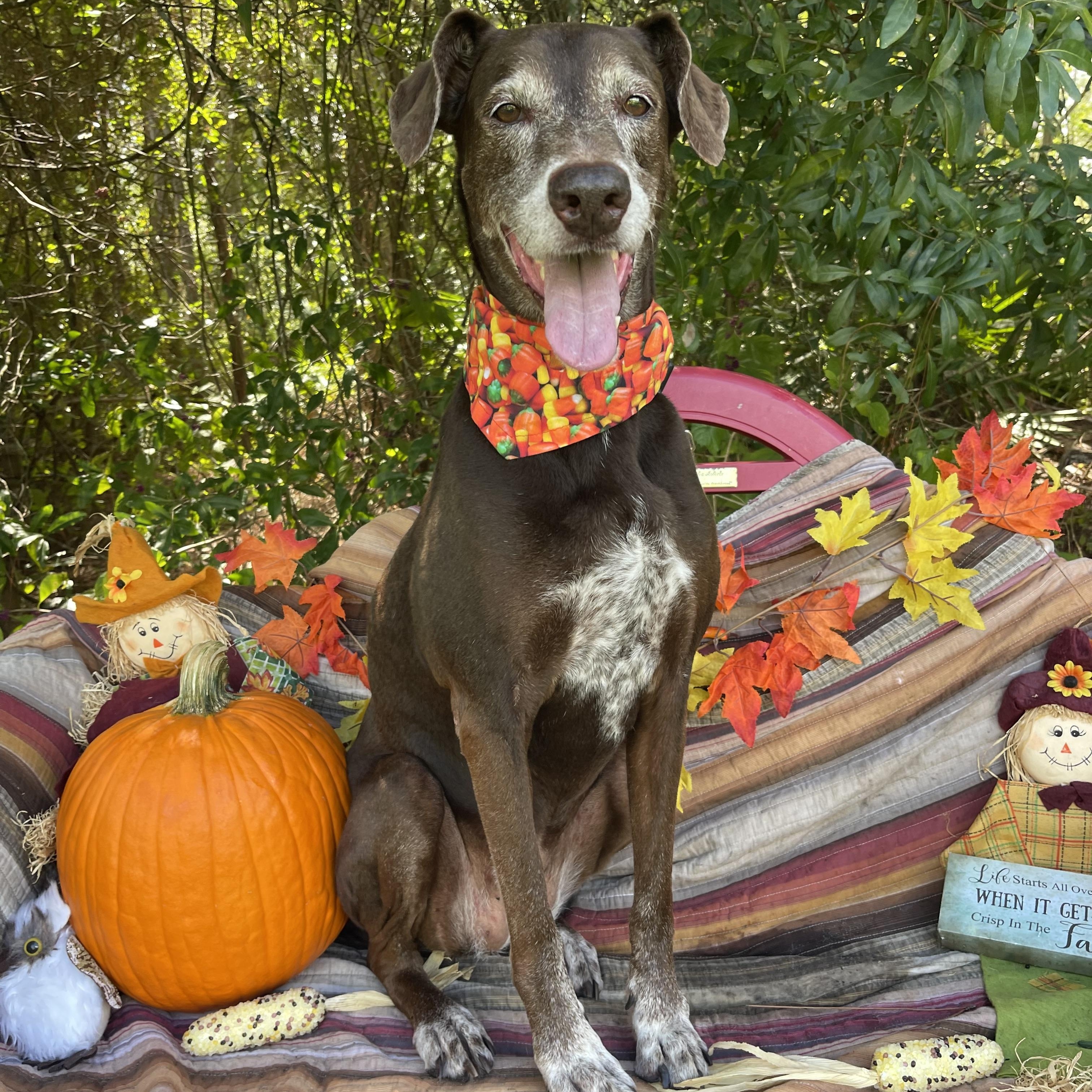 Enlarge Lilith, a Adopted mixed breed in Sebring, FL image 4/5