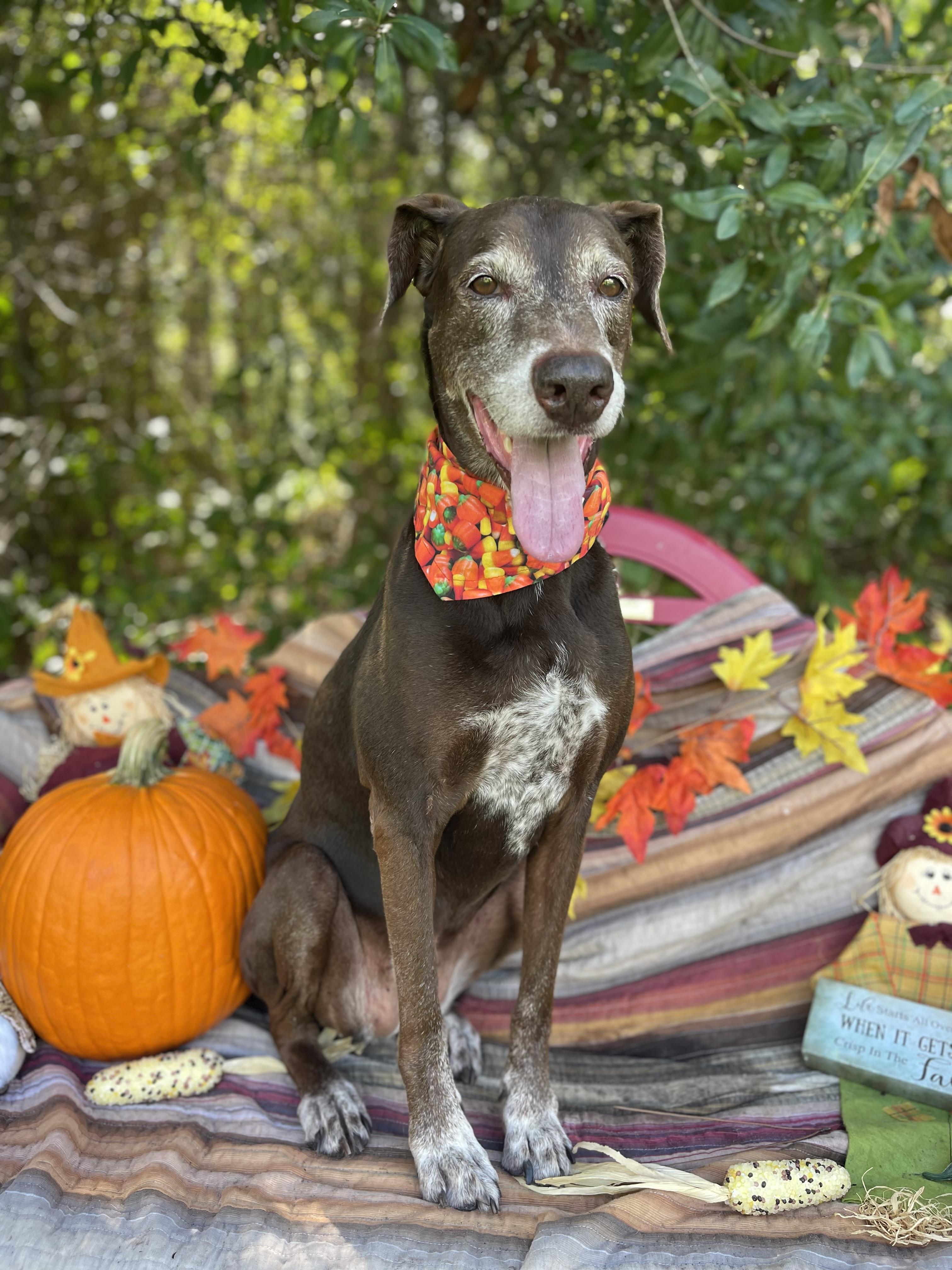 Enlarge Lilith, a Adopted mixed breed in Sebring, FL image 5/5