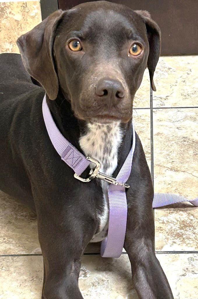 SueAnn's Bailey TX, Adopted, Adult Female Labrador Retriever.