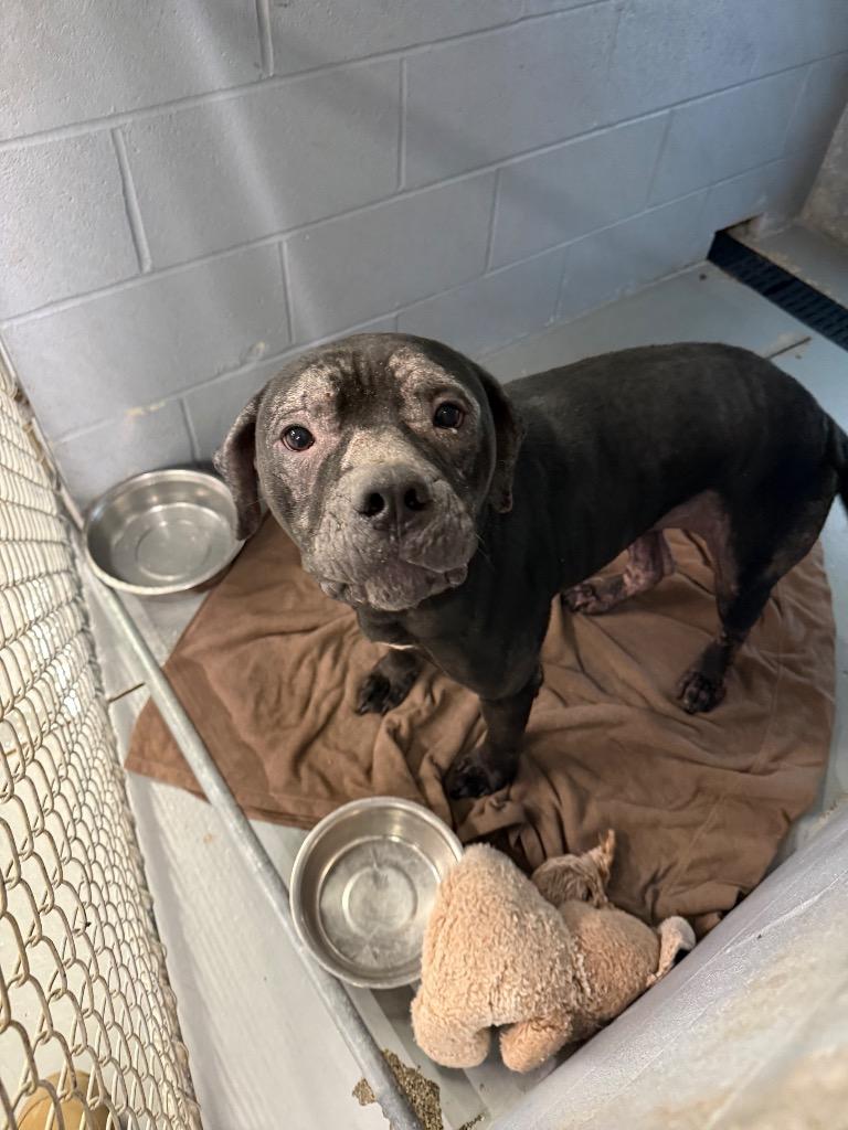 Enlarge Eeyore, a Adoptable mixed breed in Findlay, OH image 1/4