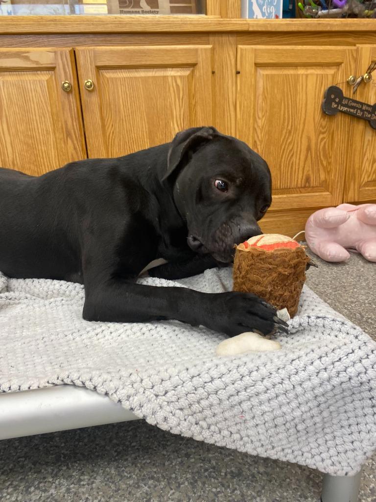 Enlarge Eeyore, a Adoptable mixed breed in Findlay, OH image 2/4