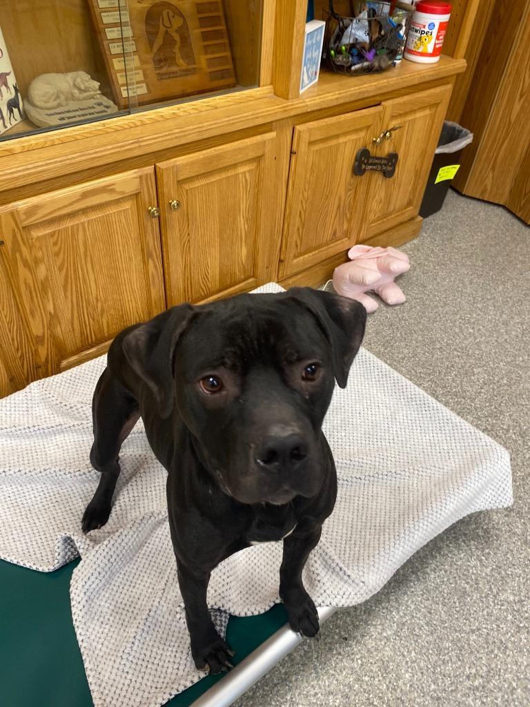 Enlarge Eeyore, a Adoptable mixed breed in Findlay, OH image 3/4