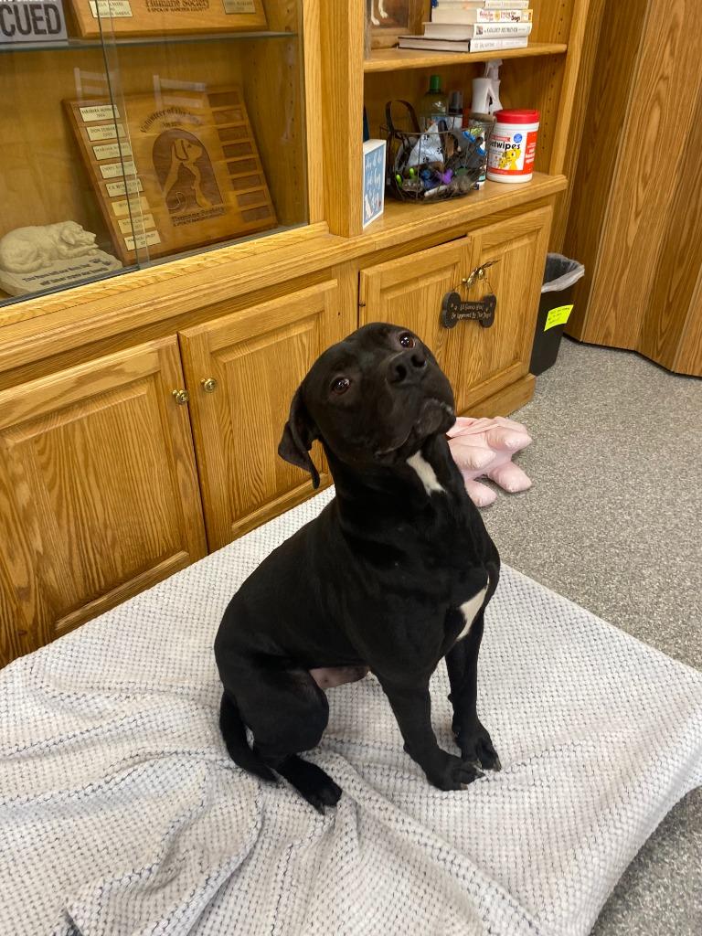 Enlarge Eeyore, a Adoptable mixed breed in Findlay, OH image 4/4