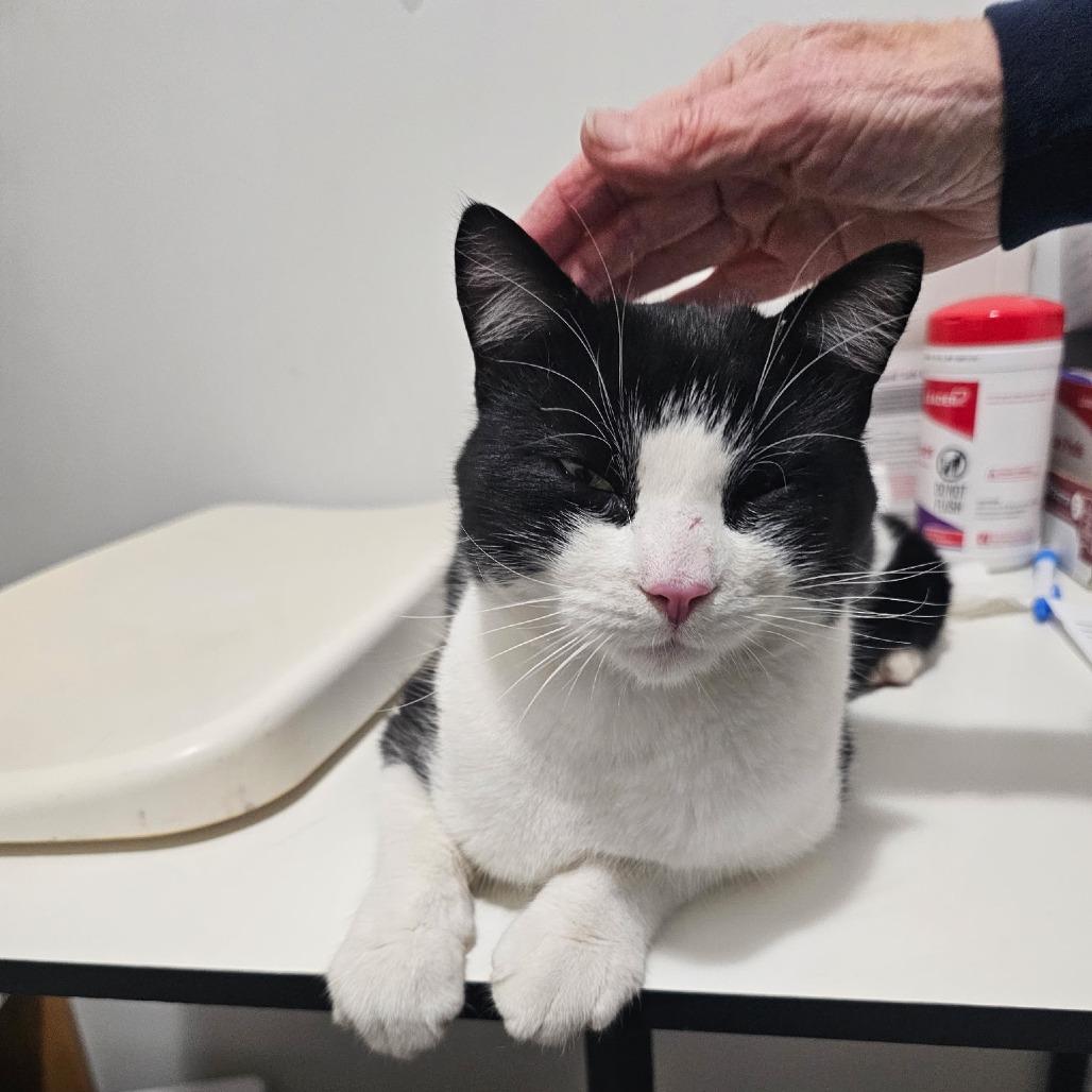 Enlarge Chachi, a Adoptable Domestic Short Hair in Wakefield, MA image 1/3