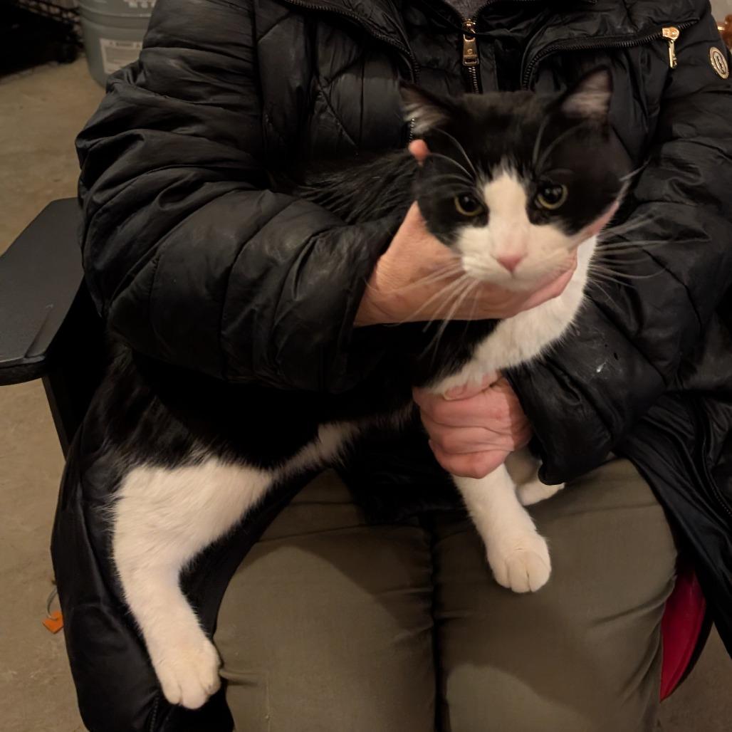 Enlarge Chachi, a Adoptable Domestic Short Hair in Wakefield, MA image 2/3