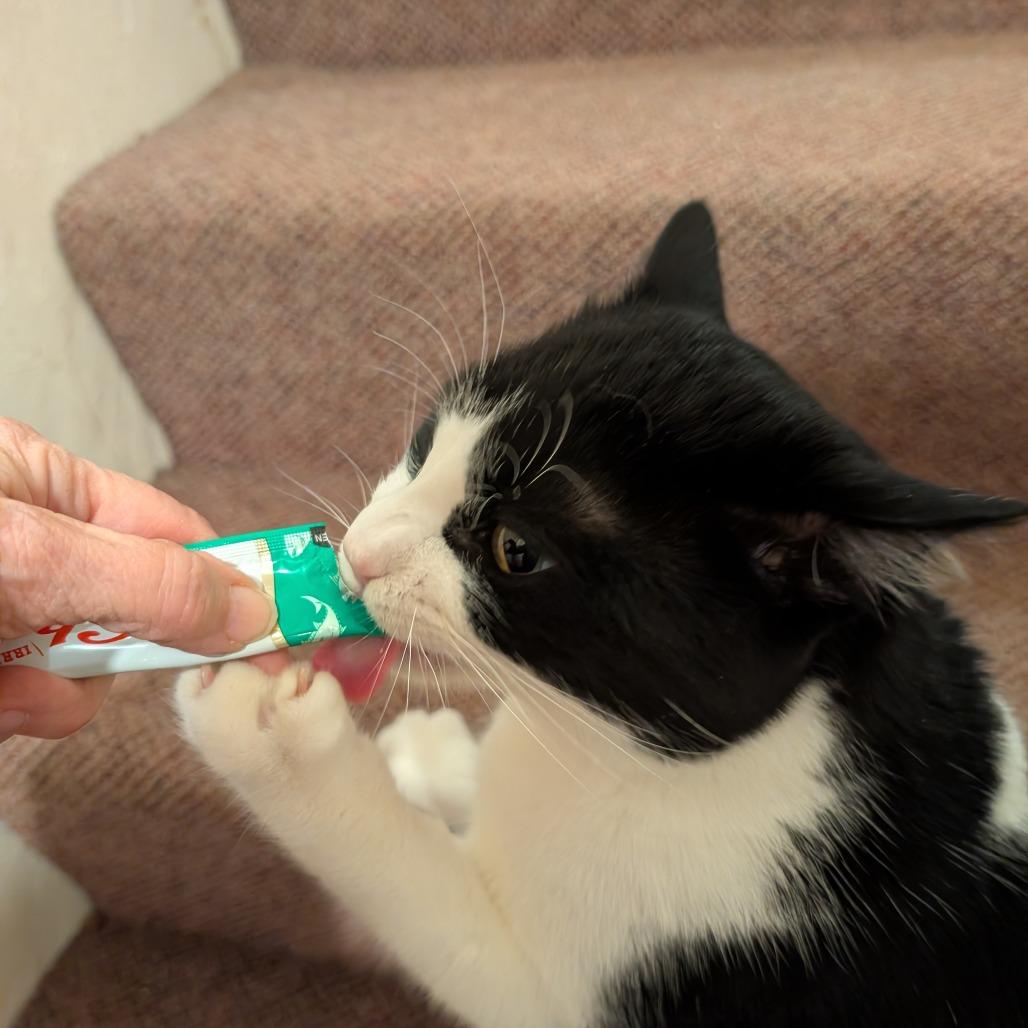 Enlarge Chachi, a Adoptable Domestic Short Hair in Wakefield, MA image 3/3