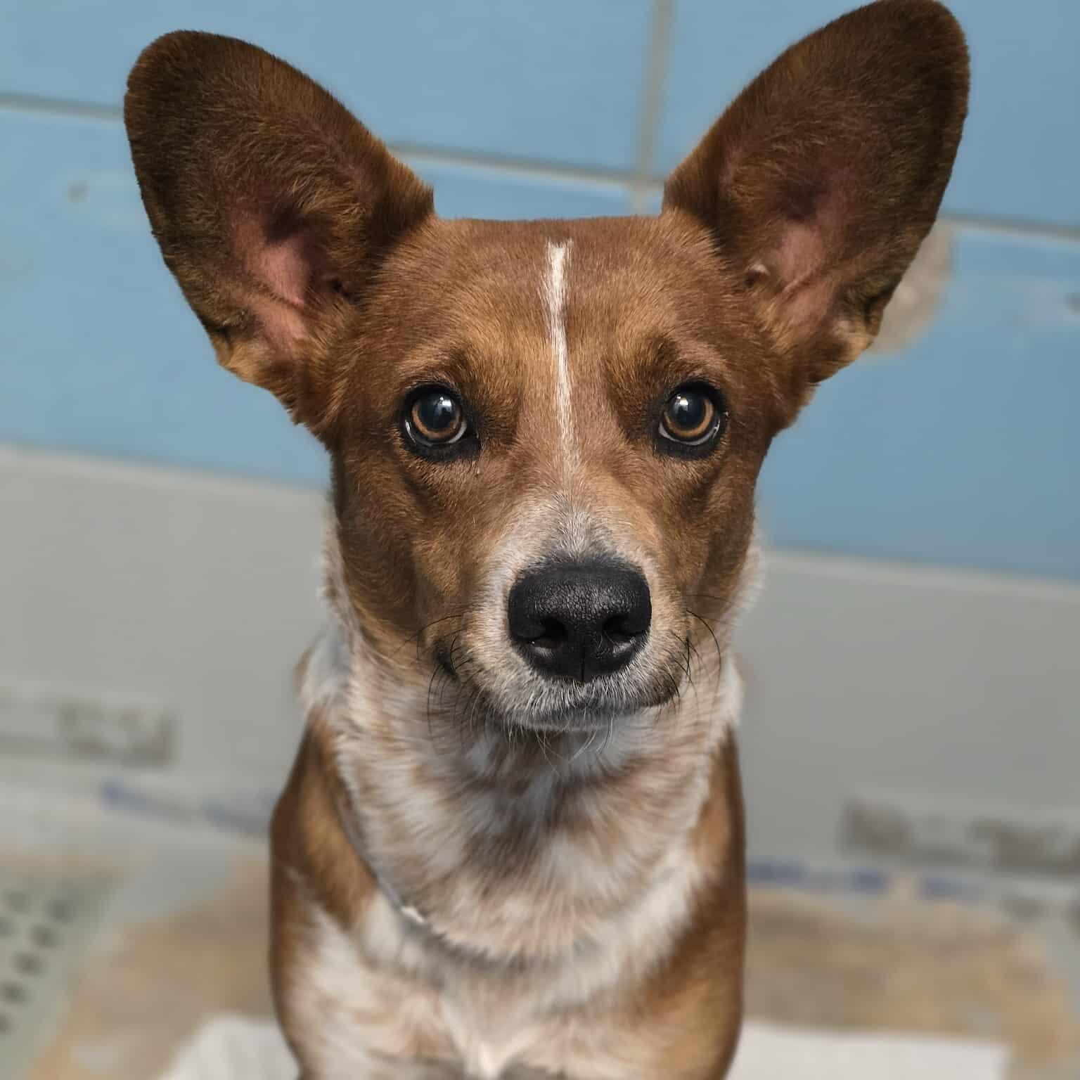 StellaLuna, ADOPTABLE, Adult Female Corgi & Cattle Dog.
