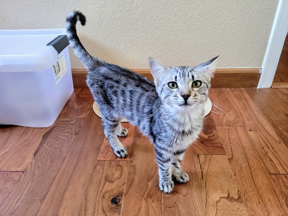 Cat for adoption Honey Pie, a Domestic Short Hair in queen creek, AZ