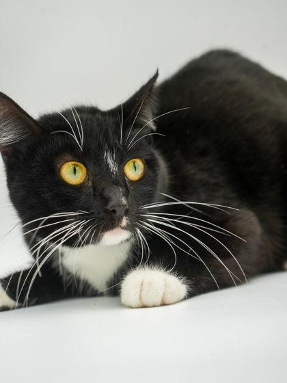 Shelly, Adoptable, Adult Female Domestic Short Hair & Domestic Short Hair.