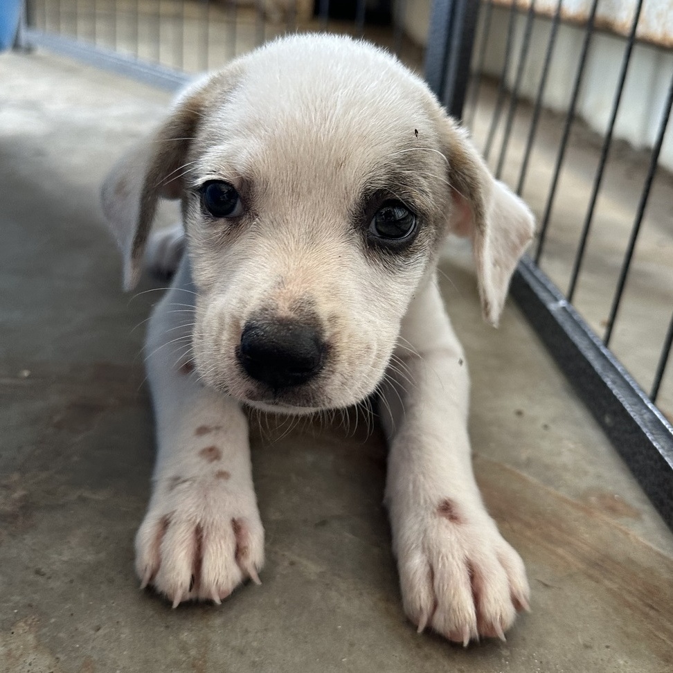 Enlarge Visenya, a Adopted Mixed Breed in Selma, AL image 1/1
