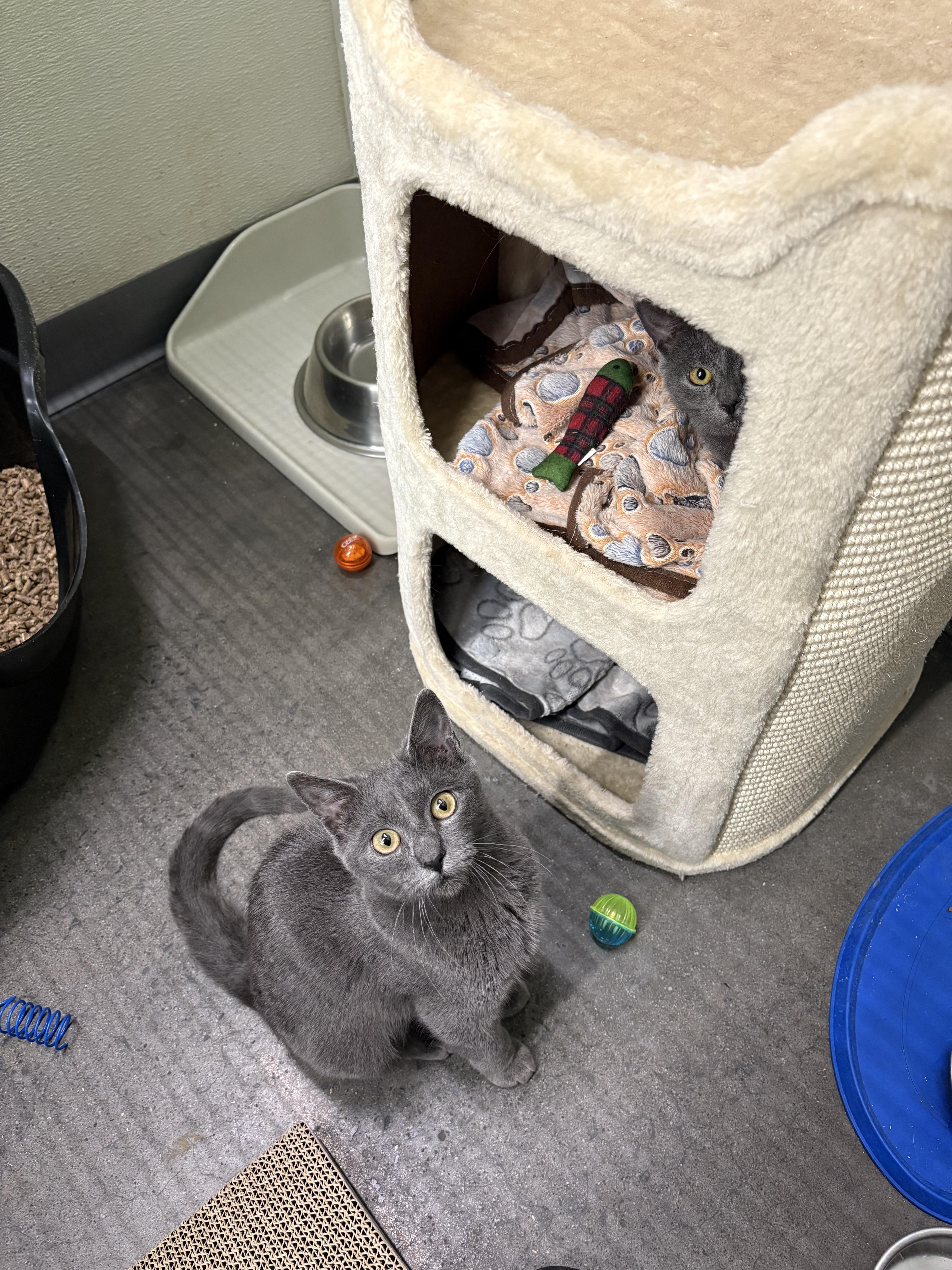 Enlarge Tini, an adopted Russian Blue in Cornwall, NY image 2/2