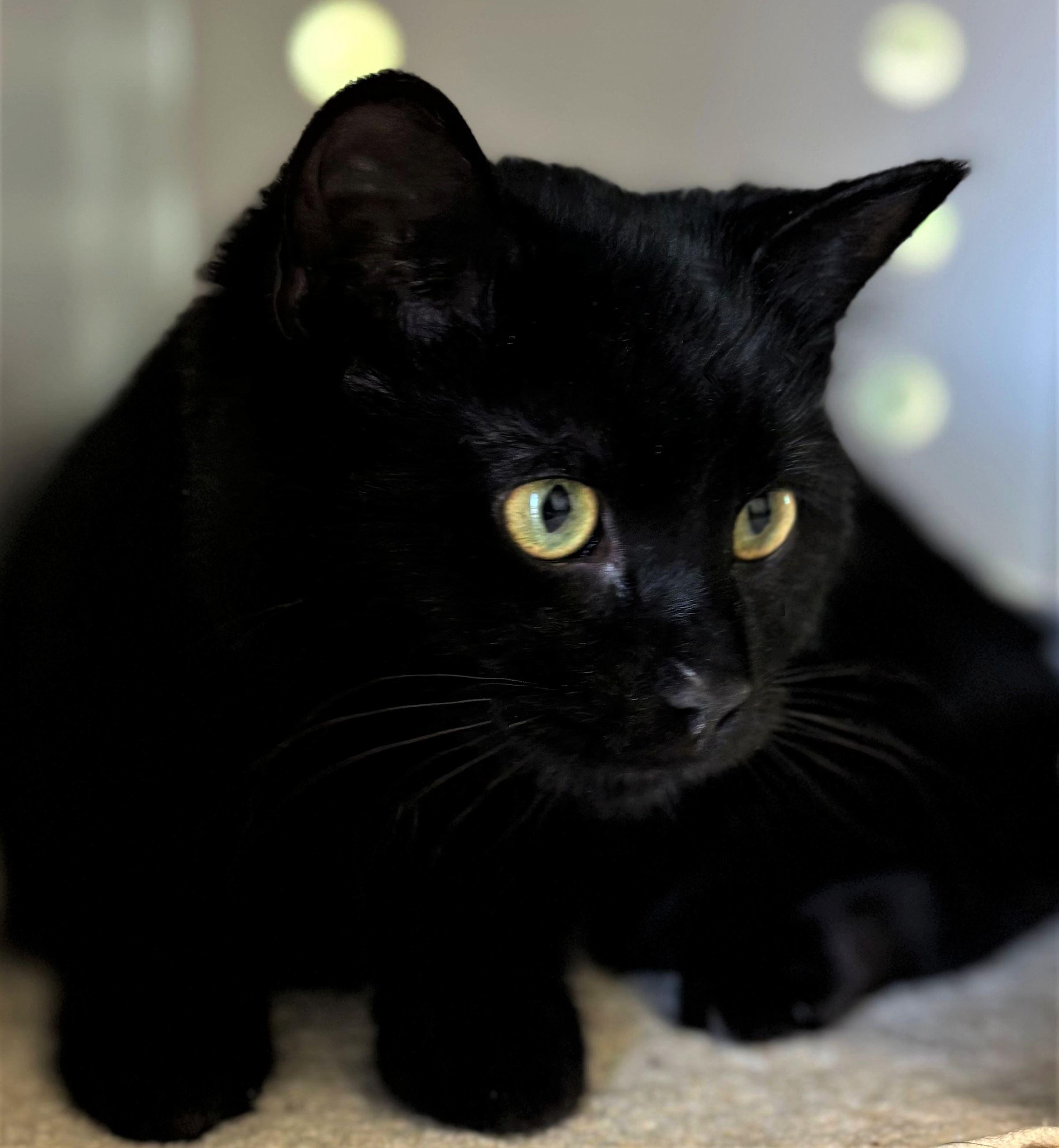 Enlarge Crow, a ADOPTABLE Domestic Short Hair in Iowa City, IA image 2/2