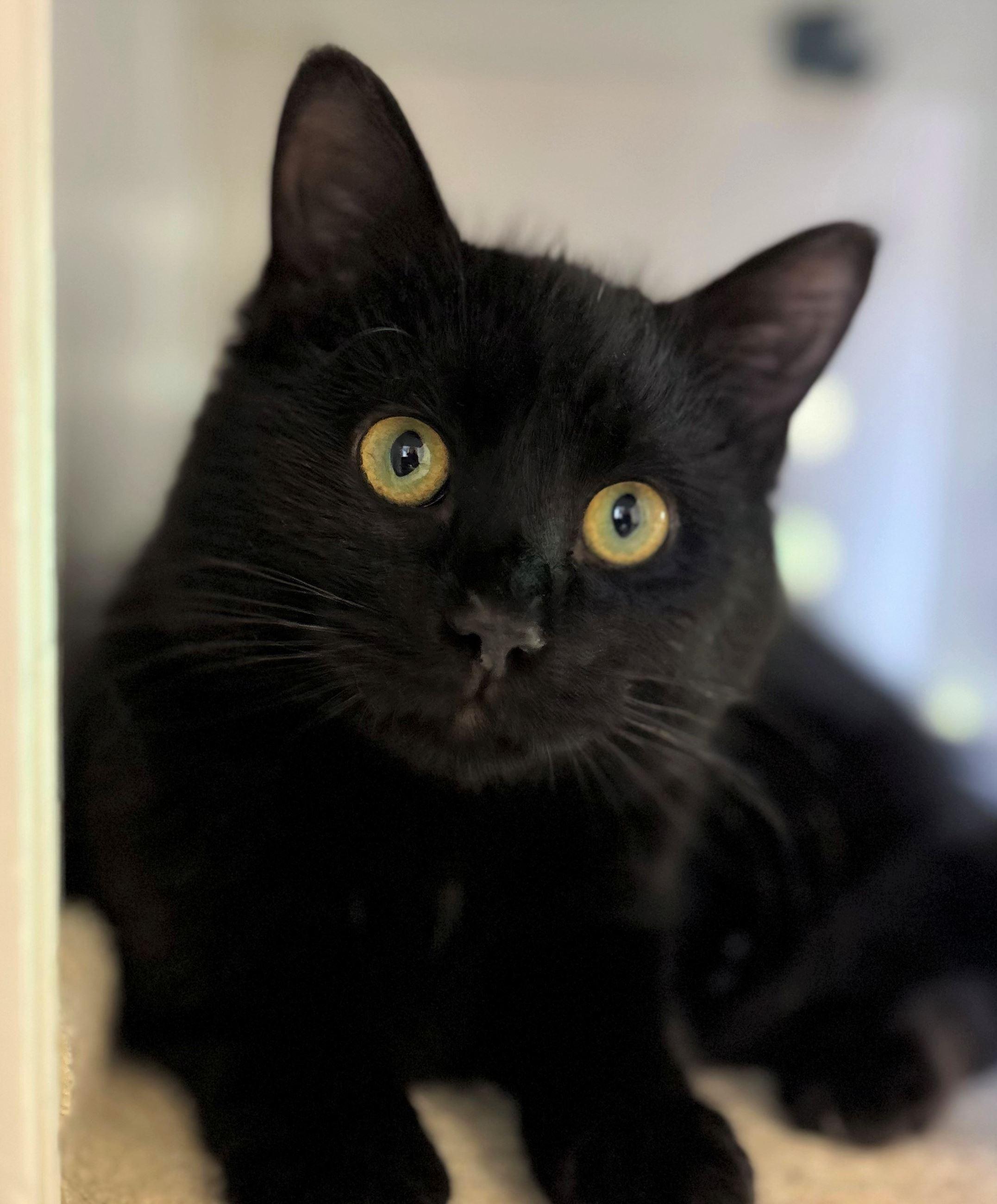 Crow, ADOPTABLE, Young Male Domestic Short Hair.