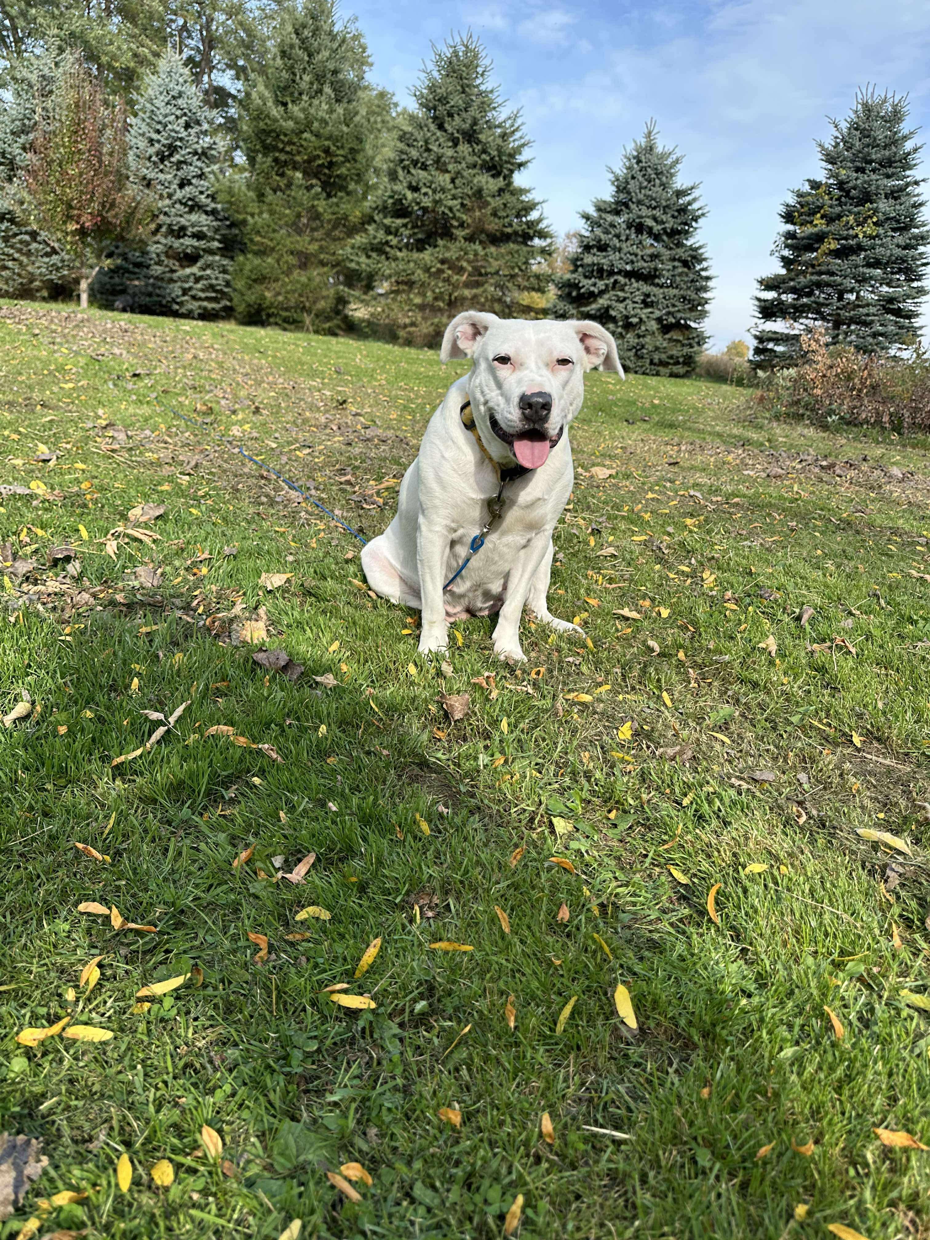 Maisie, a Adoptable mixed breed in Rochester , NY image 5/5