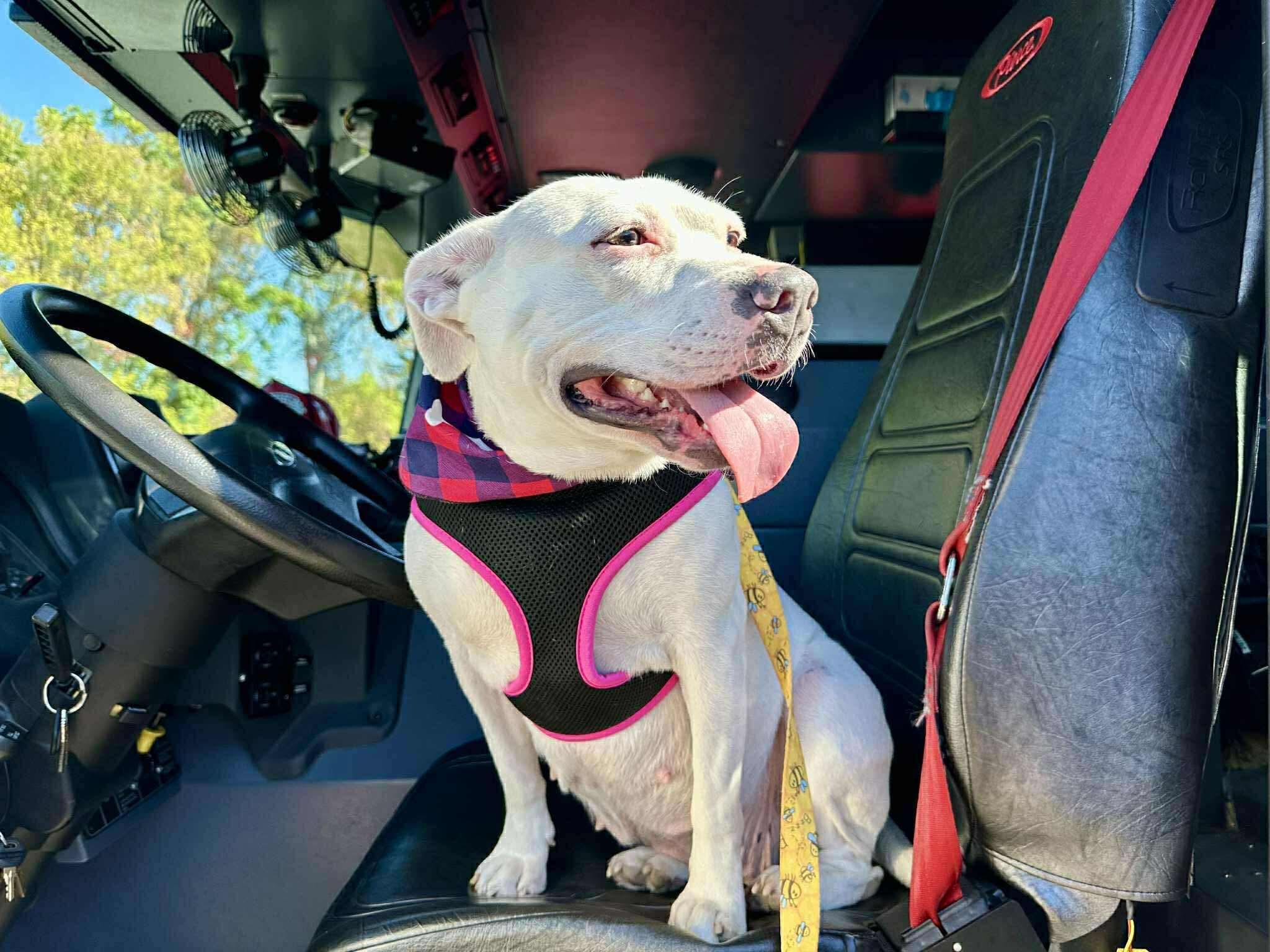 Maisie, a Adoptable mixed breed in Rochester , NY image 3/5