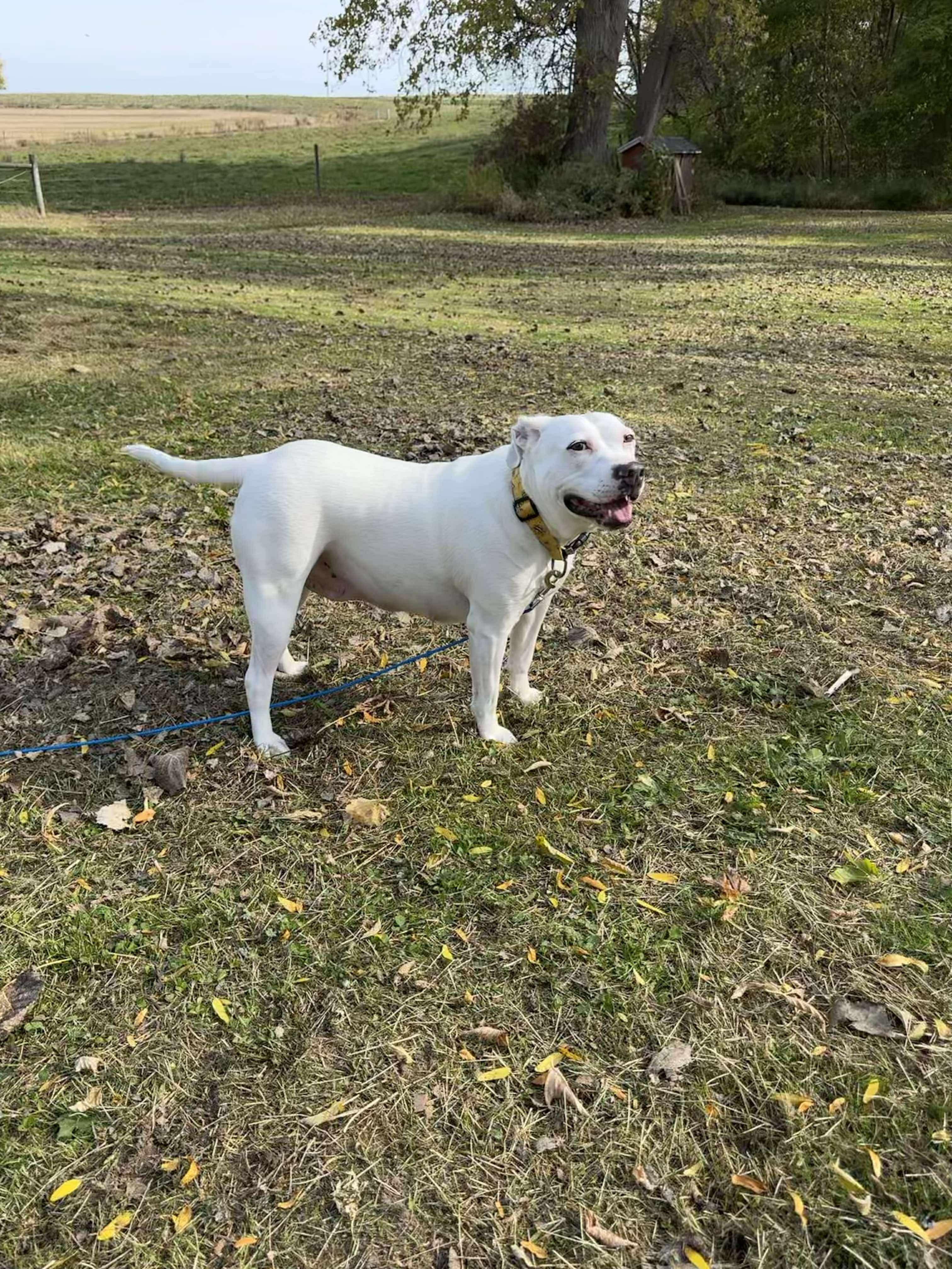 Maisie, a Adoptable mixed breed in Rochester , NY image 2/5