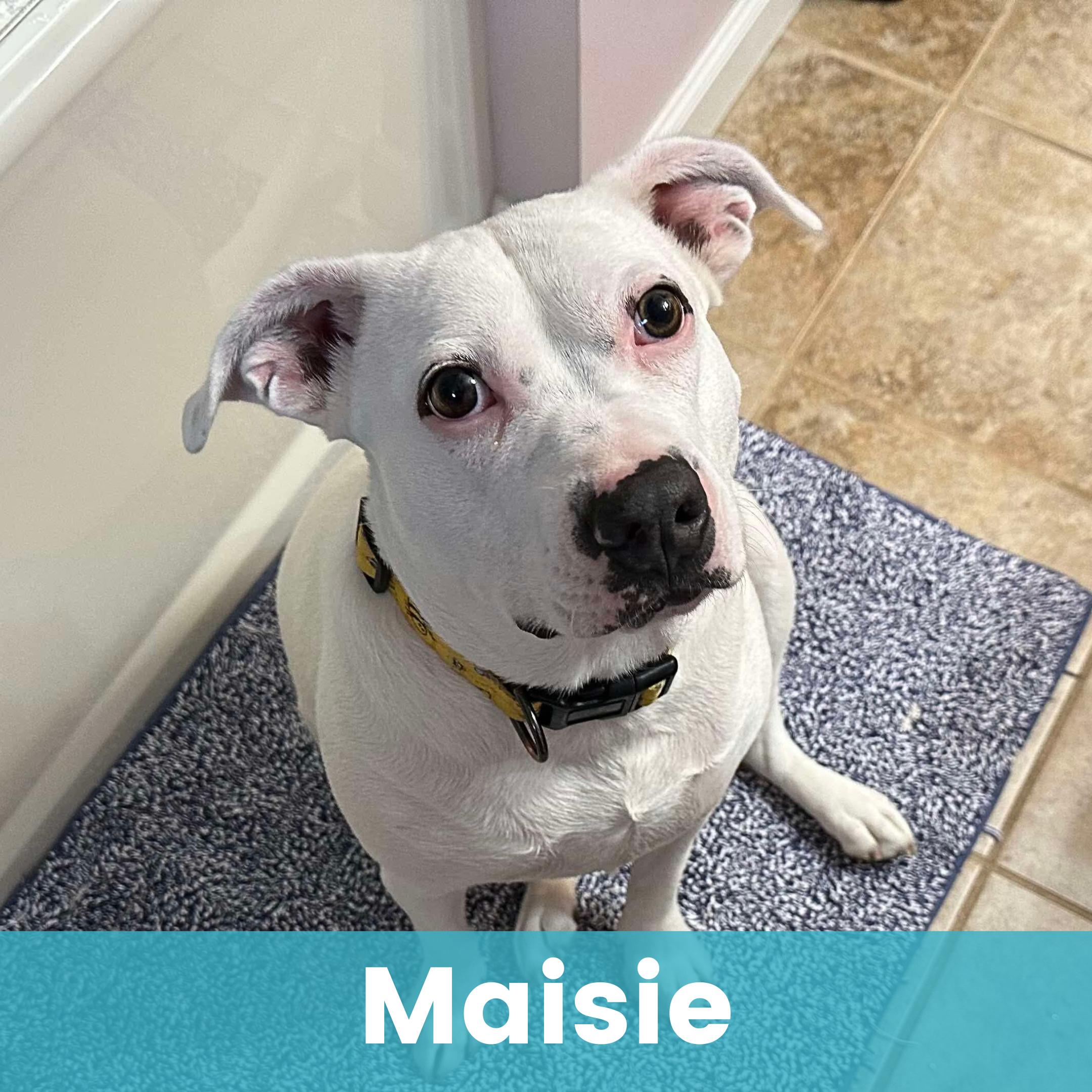 Maisie, Adoptable, Young Female Mixed Breed.