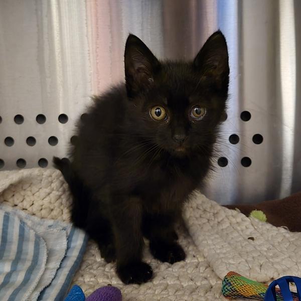 Enlarge Sailor Moon, a Adoptable mixed breed in Oakland, CA image 1/1