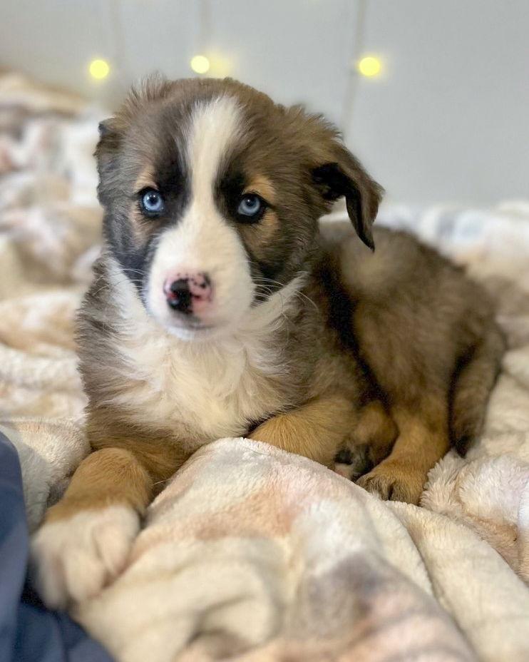 Kane, Adopted, Puppy Male Anatolian Shepherd & Husky.