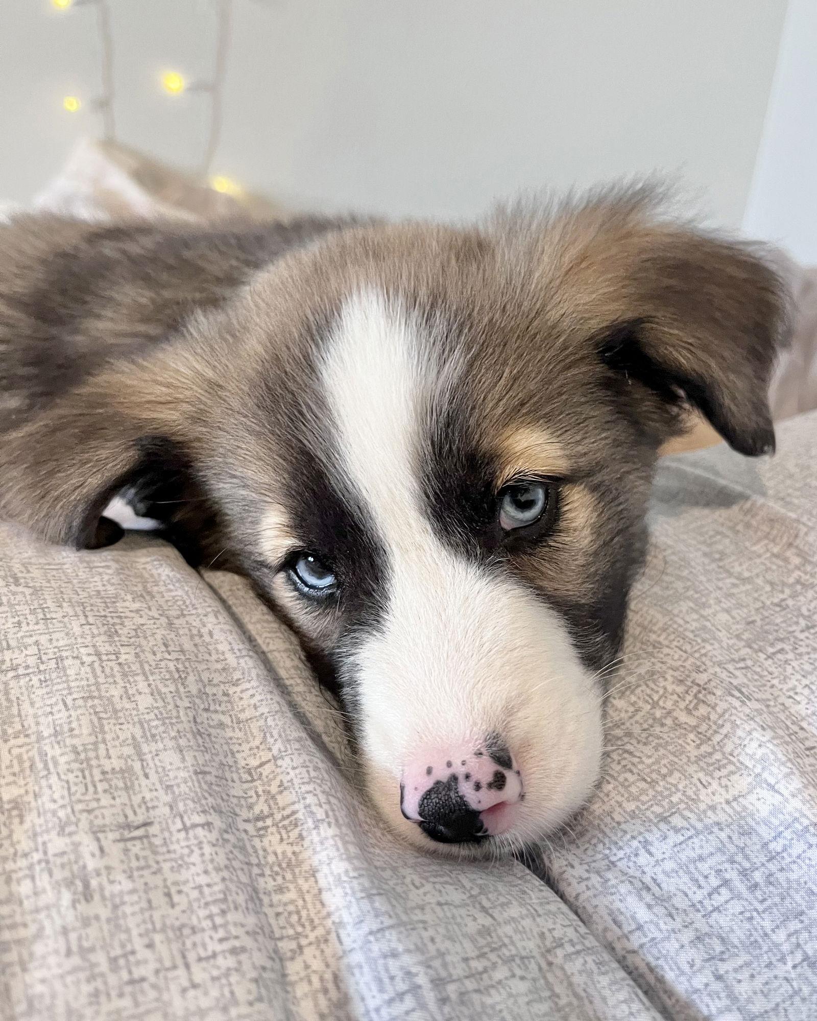 Enlarge Kane, a Adopted mixed breed in Corona, CA image 2/3