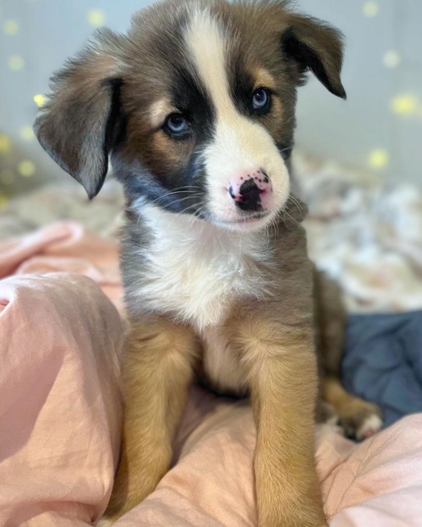 Enlarge Kane, a Adopted mixed breed in Corona, CA image 3/3