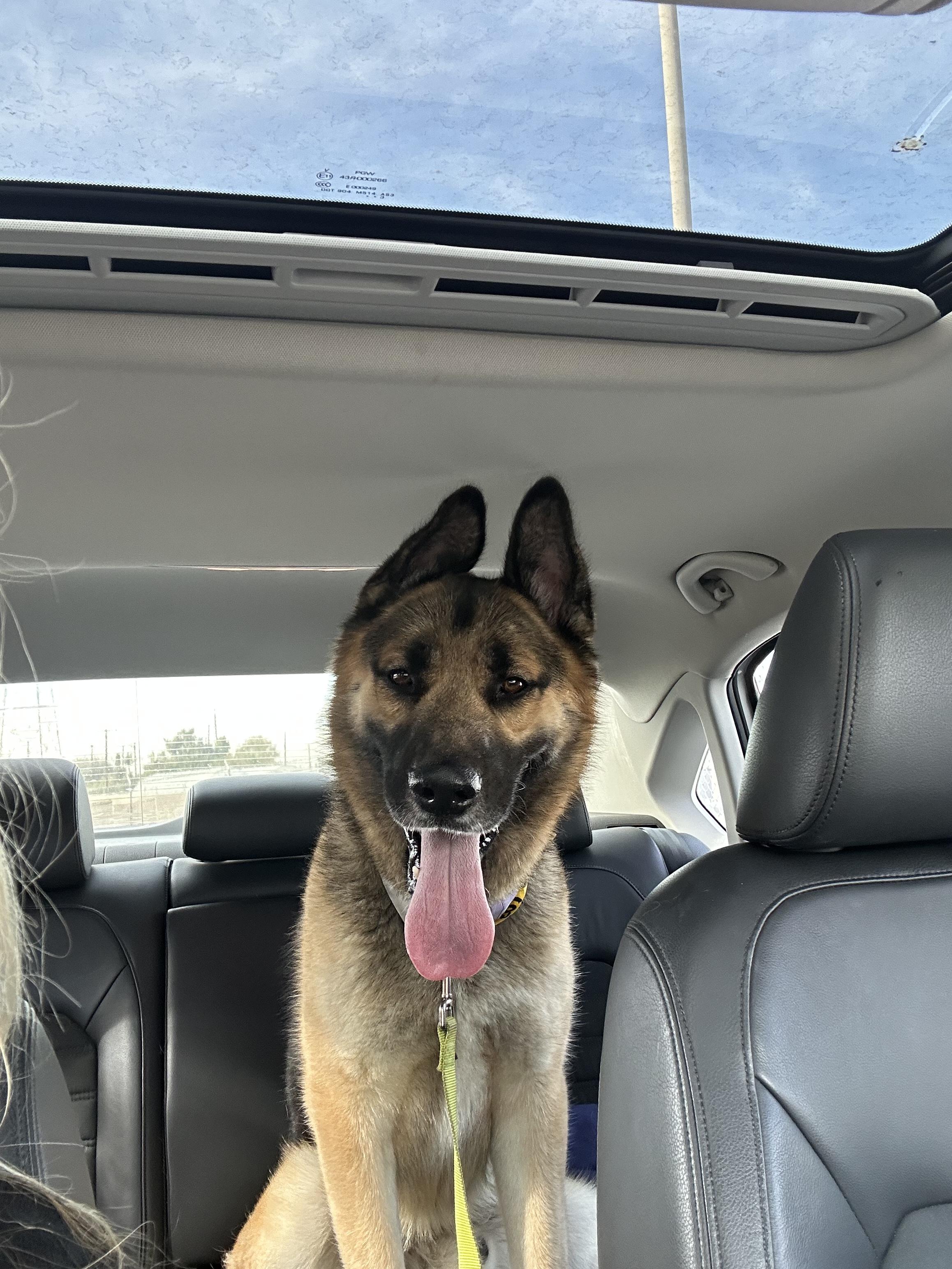 Enlarge ELI, a ADOPTABLE mixed breed in Los Angeles, CA image 3/4