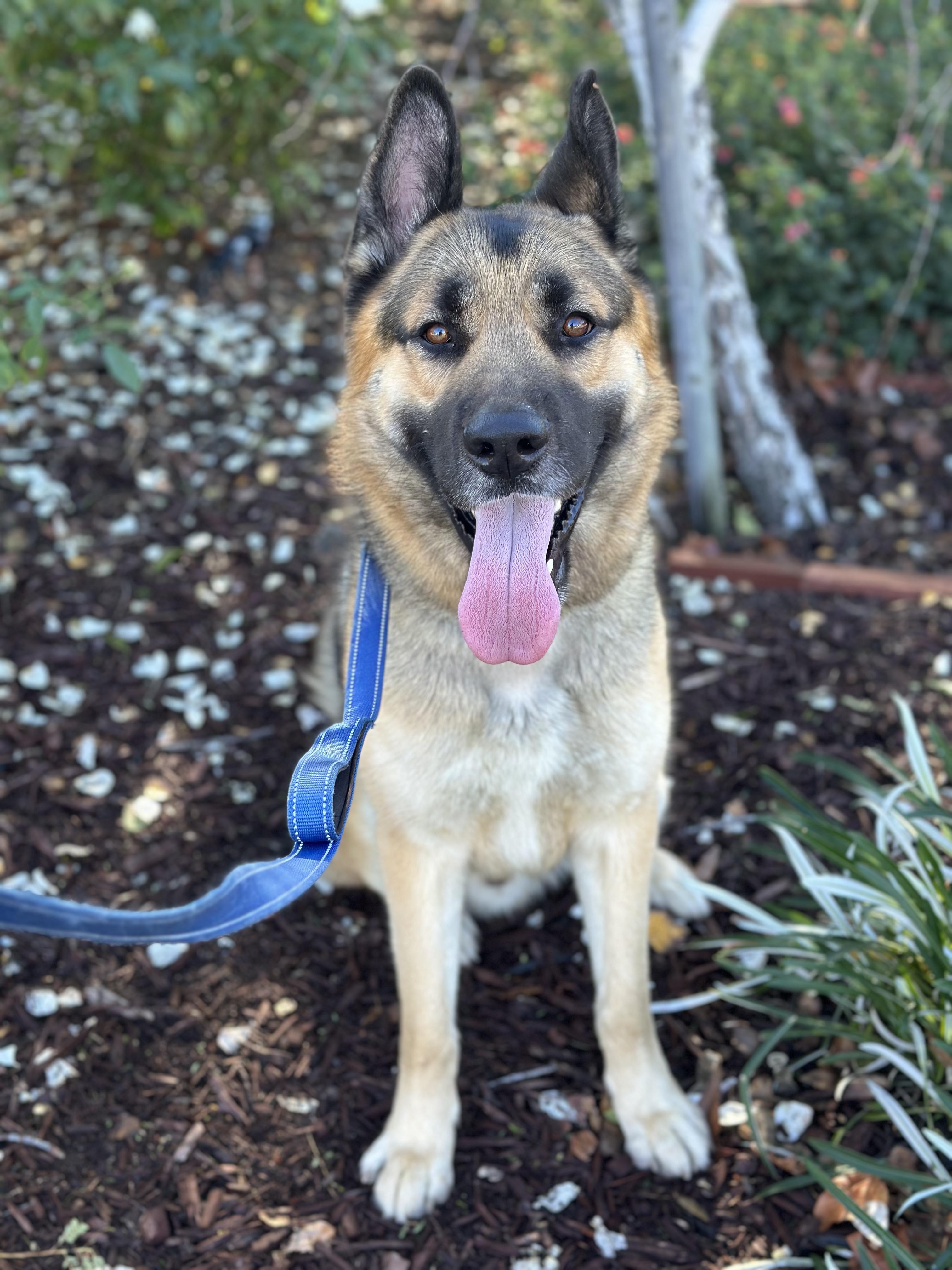 ELI, ADOPTABLE, Adult Male German Shepherd Dog & Akita.