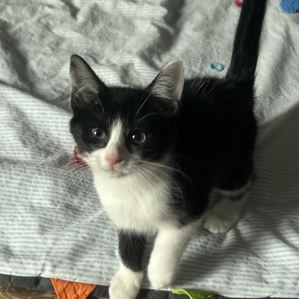 Enlarge Izzy, a Adoptable Domestic Short Hair in Gainesville, GA image 1/1