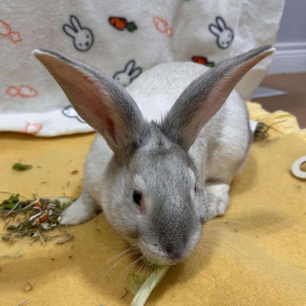 Pikachu, Adoptable, Young Male Bunny Rabbit.
