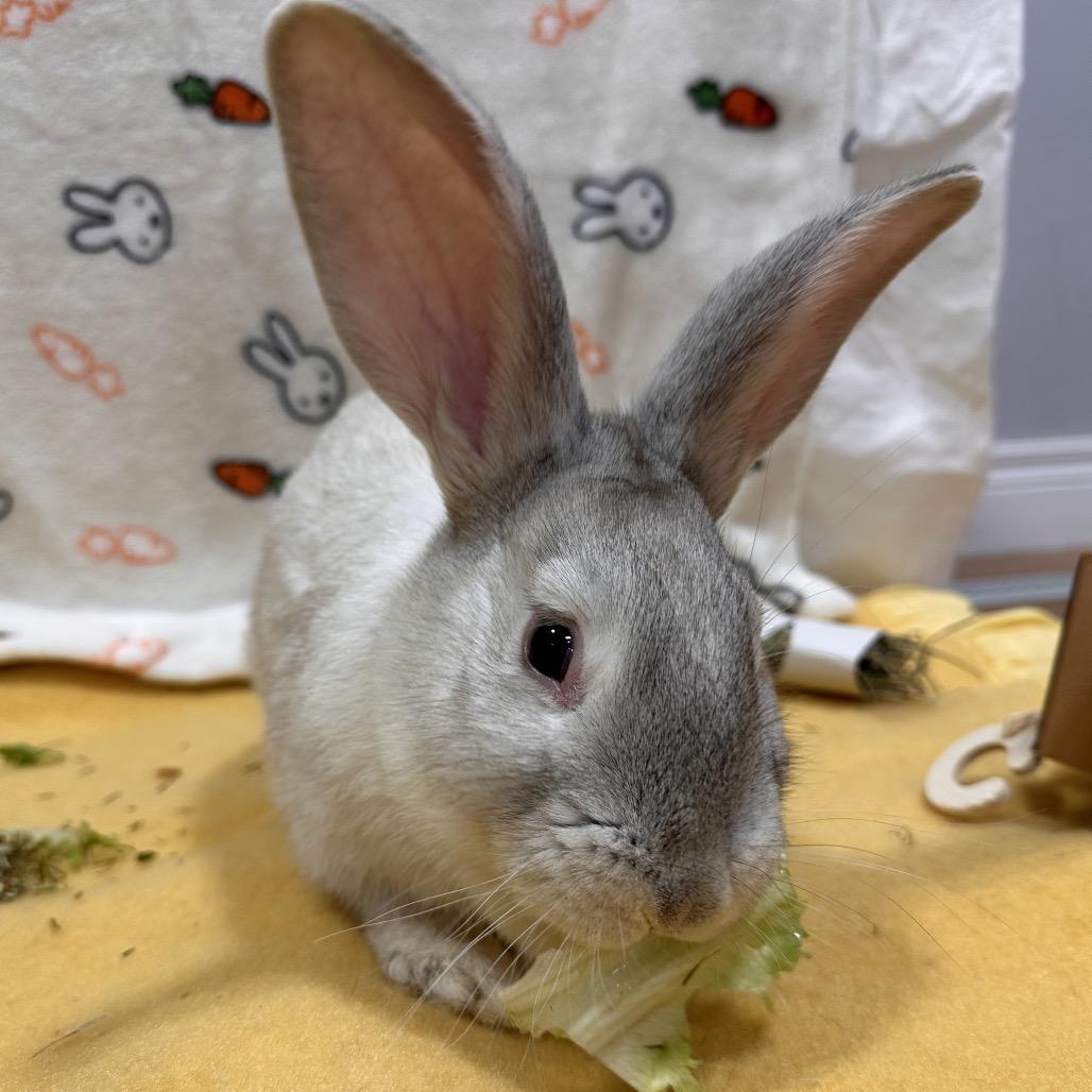 Pikachu, a Adoptable Bunny Rabbit in Puslinch, ON image 2/5