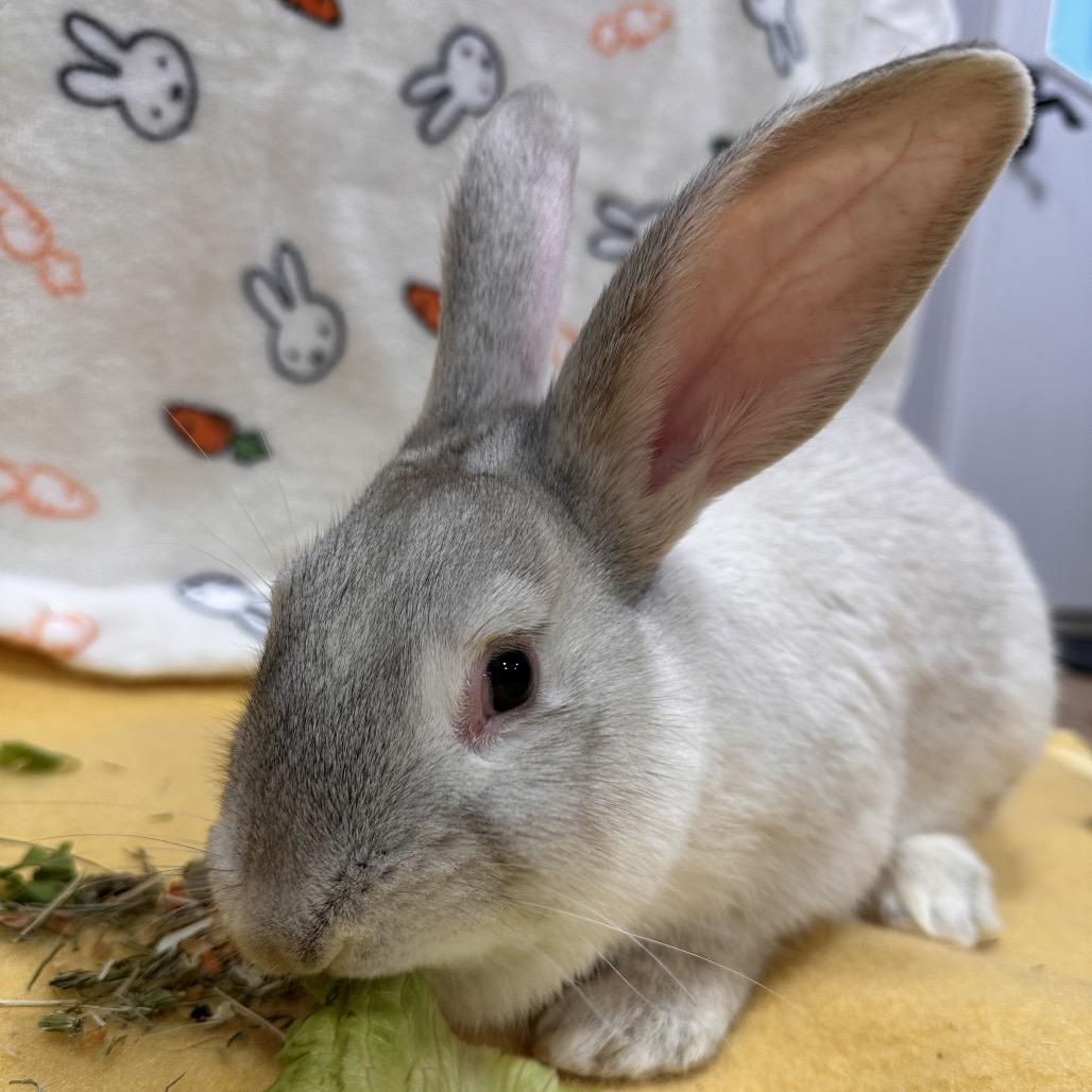 Pikachu, a Adoptable Bunny Rabbit in Puslinch, ON image 3/5