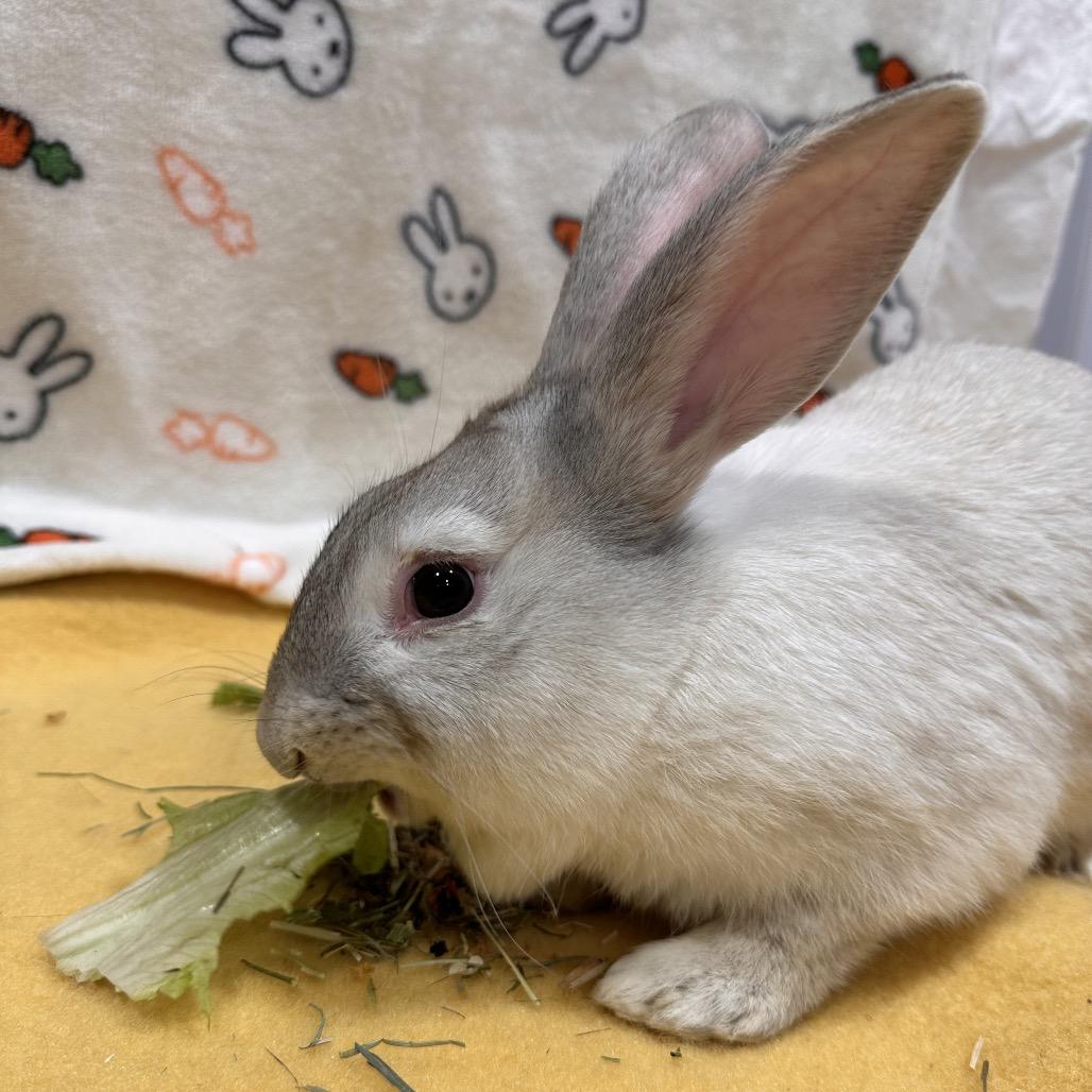Pikachu, a Adoptable Bunny Rabbit in Puslinch, ON image 4/5